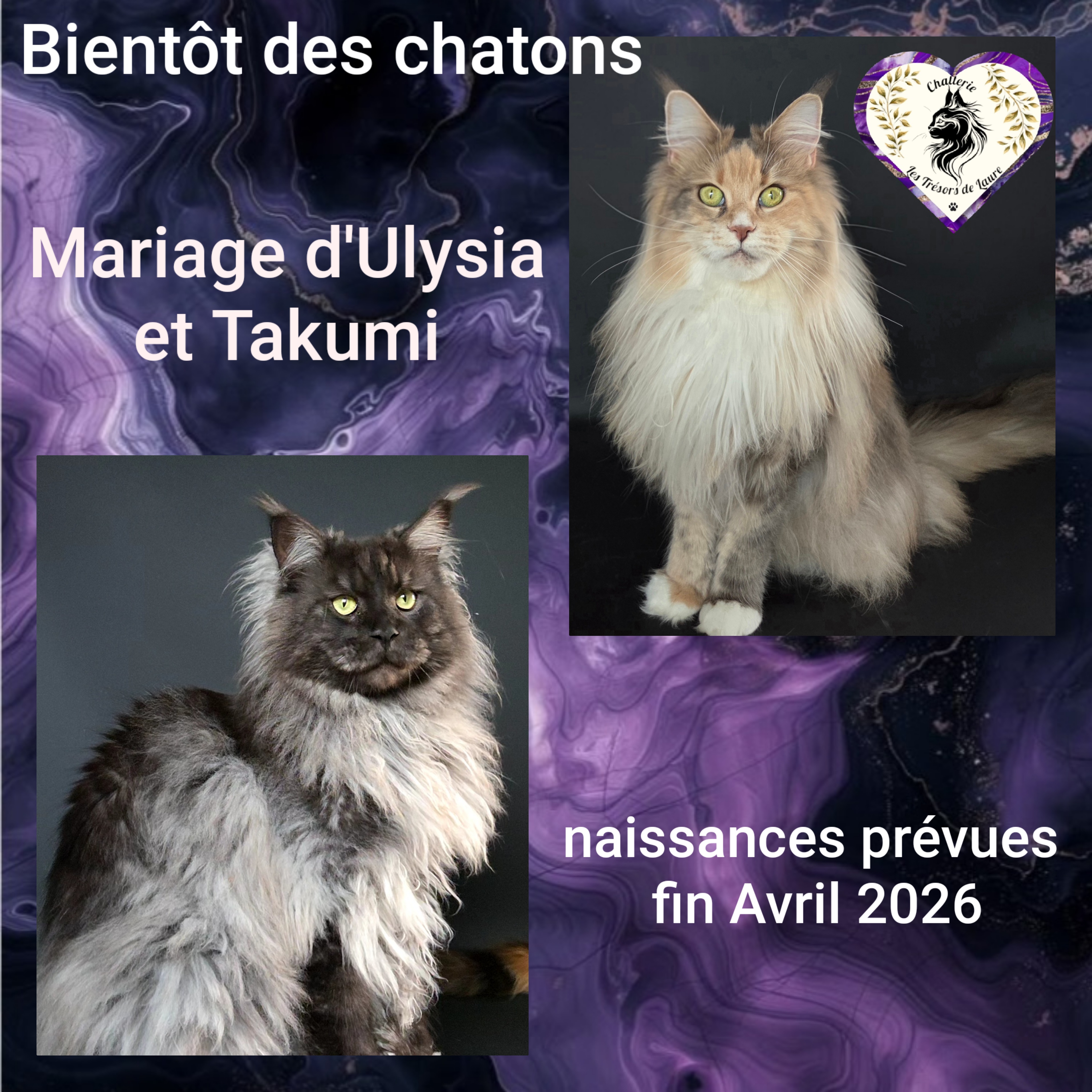 Photocollage 2026316221053622-1-