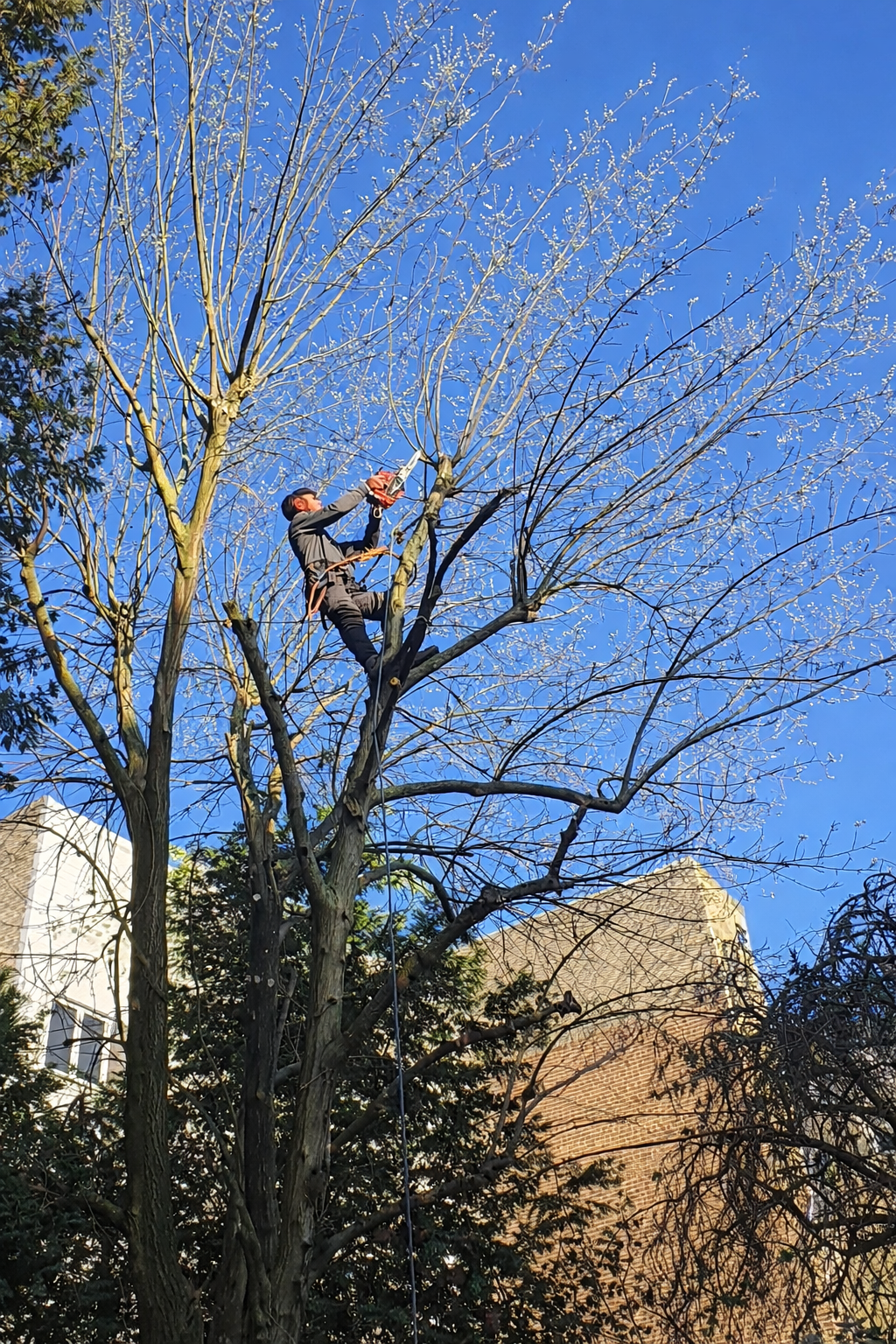 arbres, branches, tronconneuse 