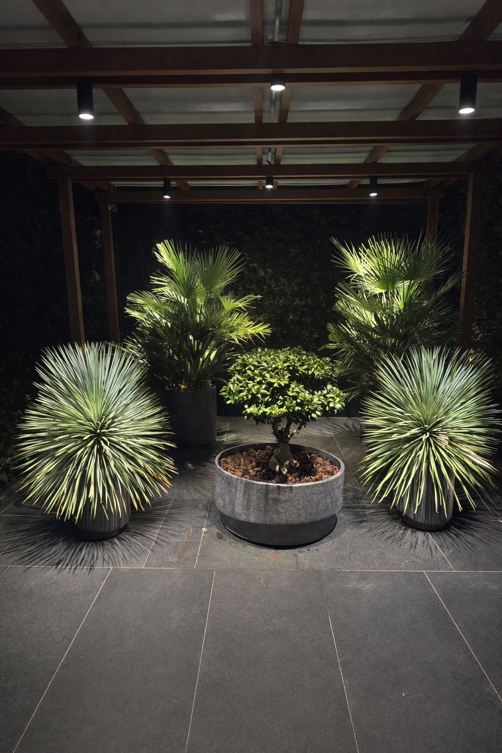 arbres, plantes, buissons, pots 
