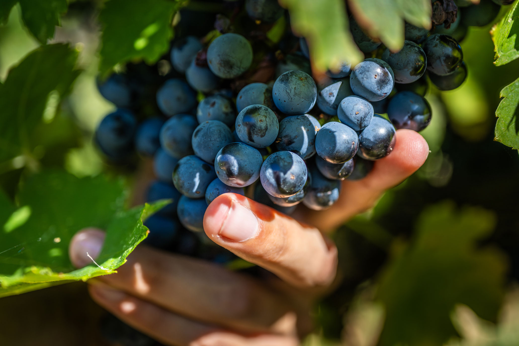 W rjd vigne vendanges 33