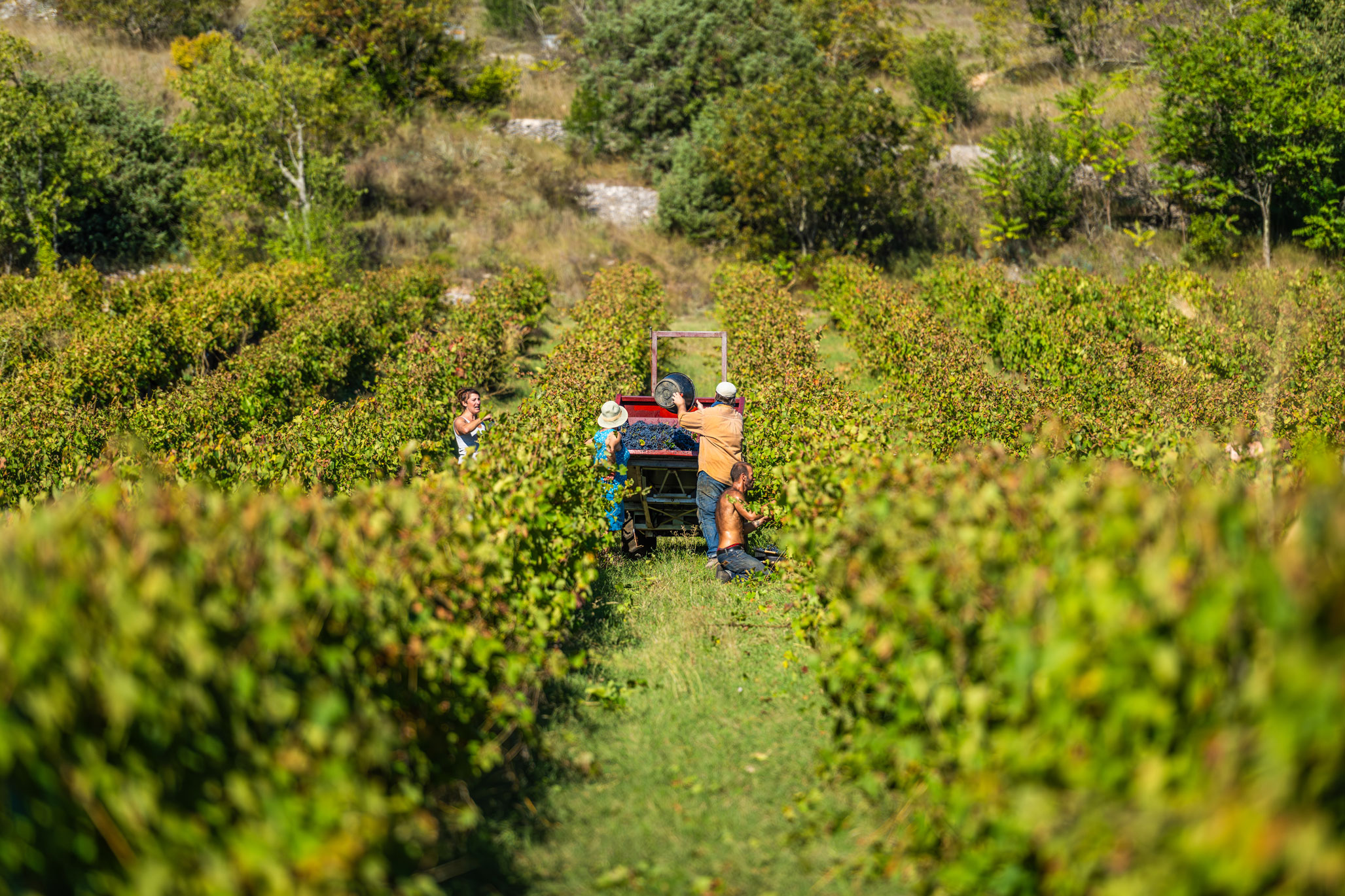 W rjd vigne vendanges 30