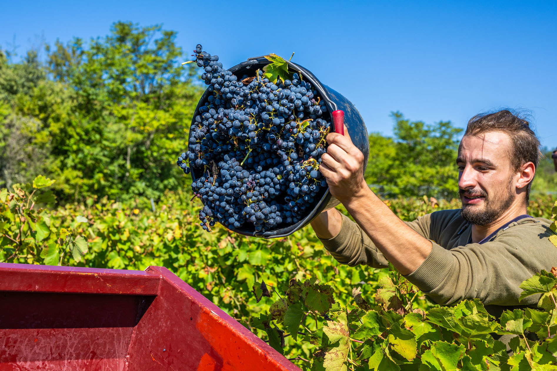 W rjd vigne vendanges 38