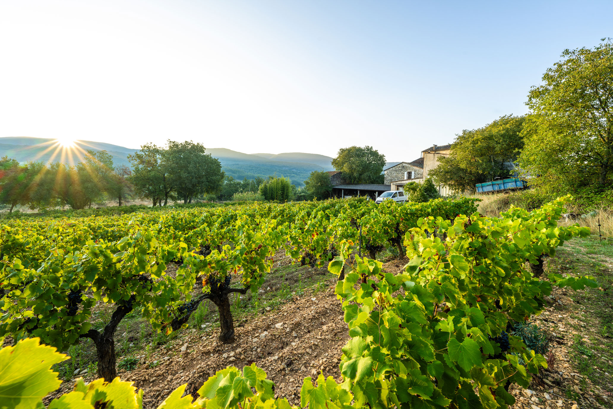 W-RJD Vigne-Vendanges-2