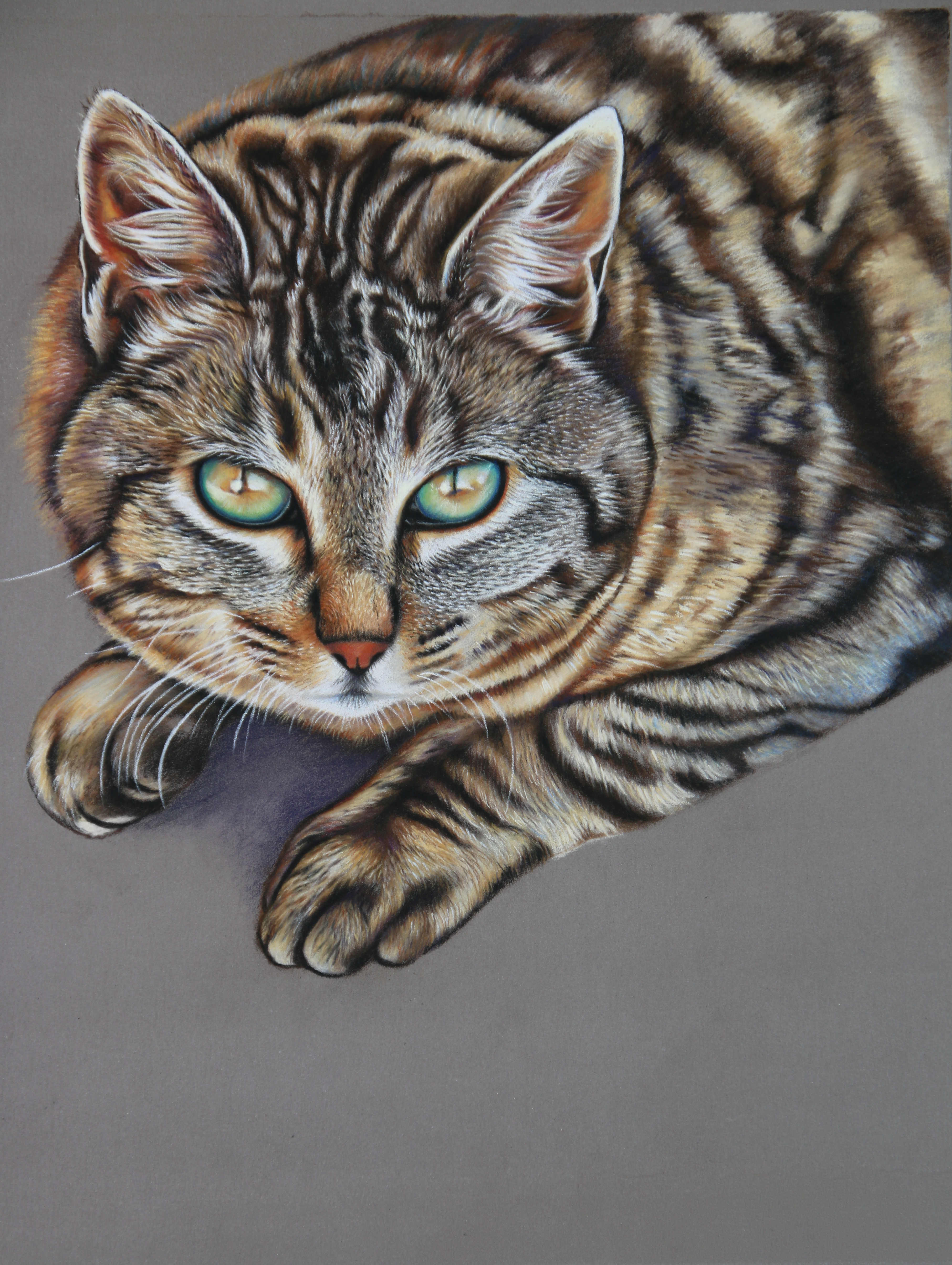 Chevalier feline 40x50
