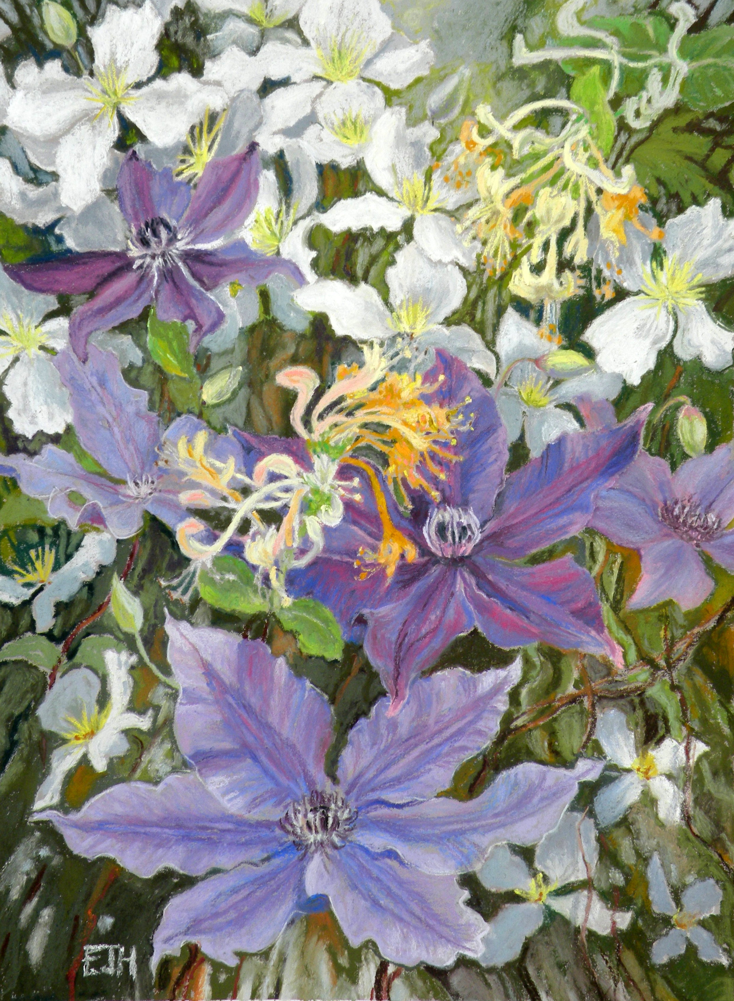 Hollings clematis cascade 34 x 46cm