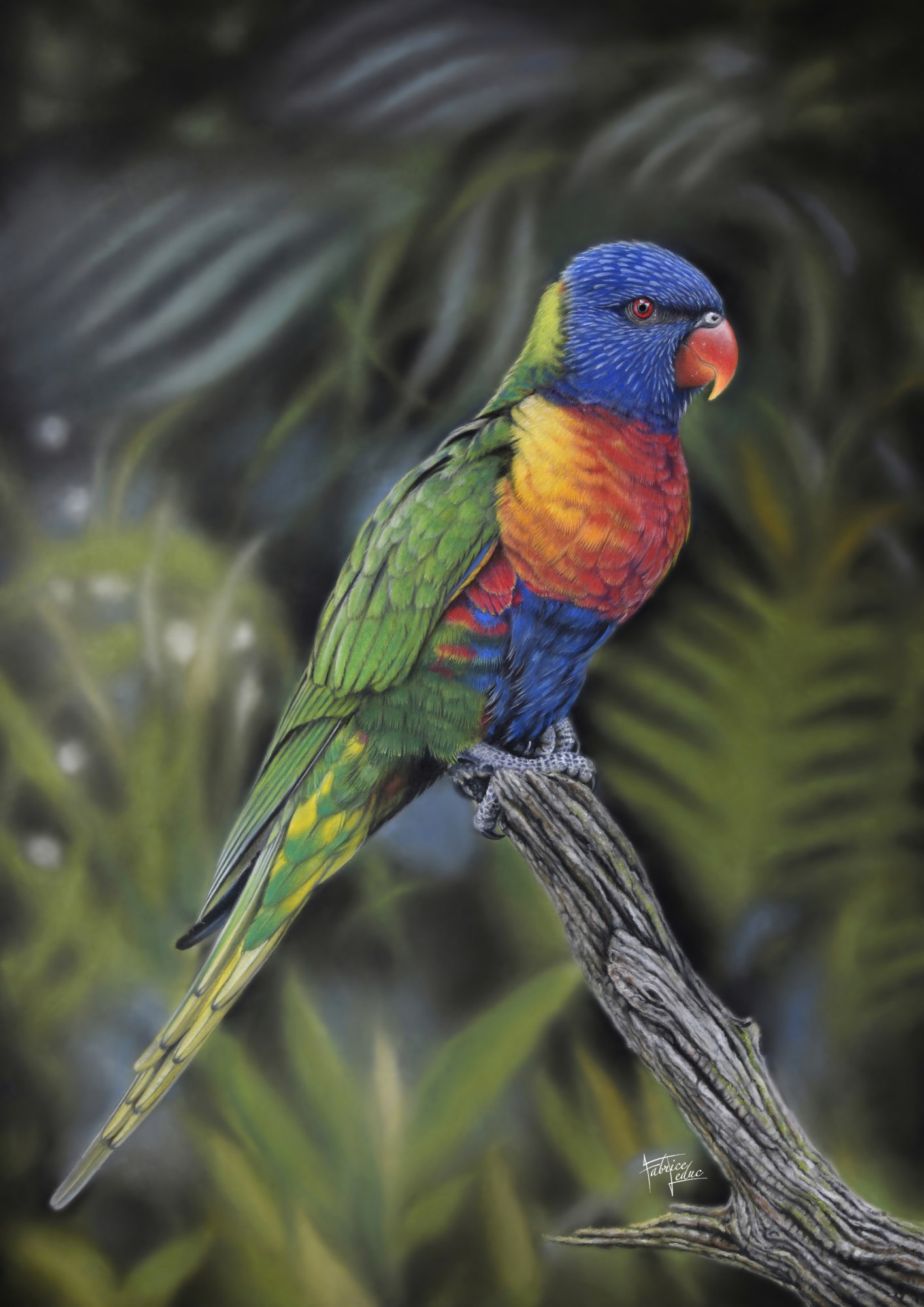 Leduc loriquet arc en ciel pastel sec 50x70cm