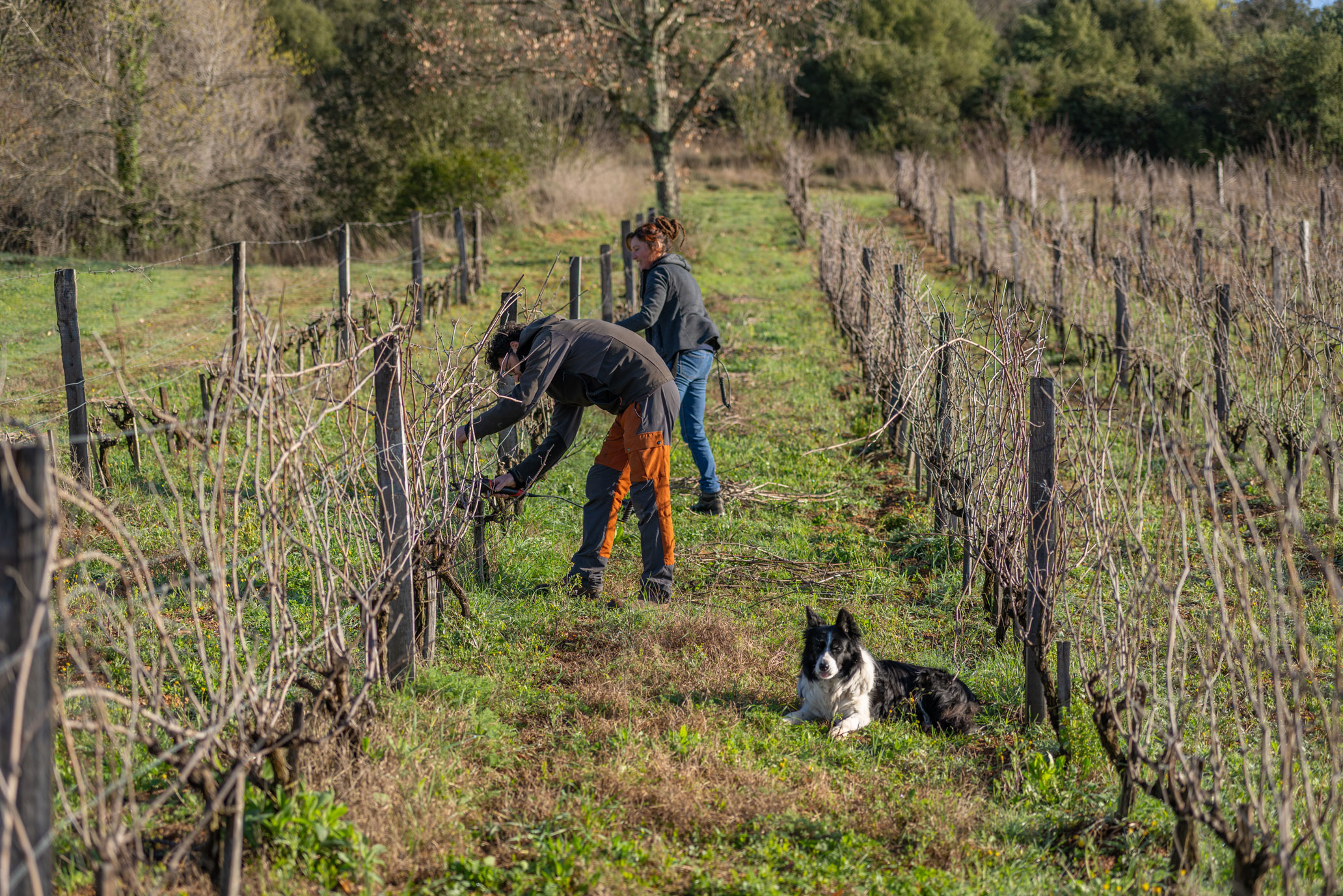 W rjd vignes taille 8
