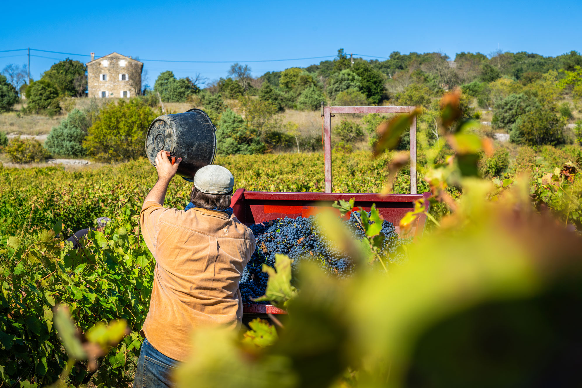 W rjd vigne vendanges 27