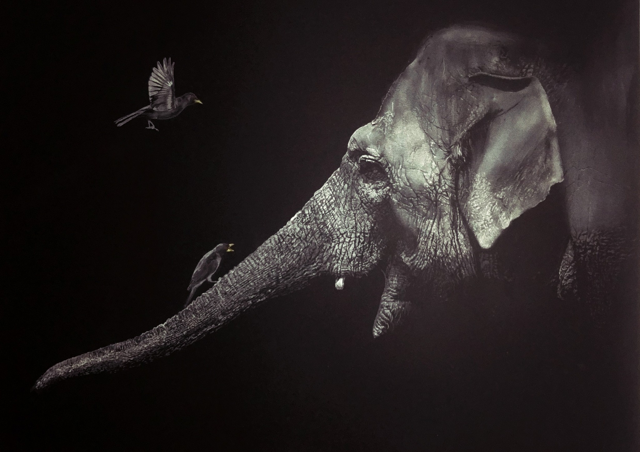 Wolf sculpturepeinturedessin animal rencontre wolff pascal artiste animalier contemporain