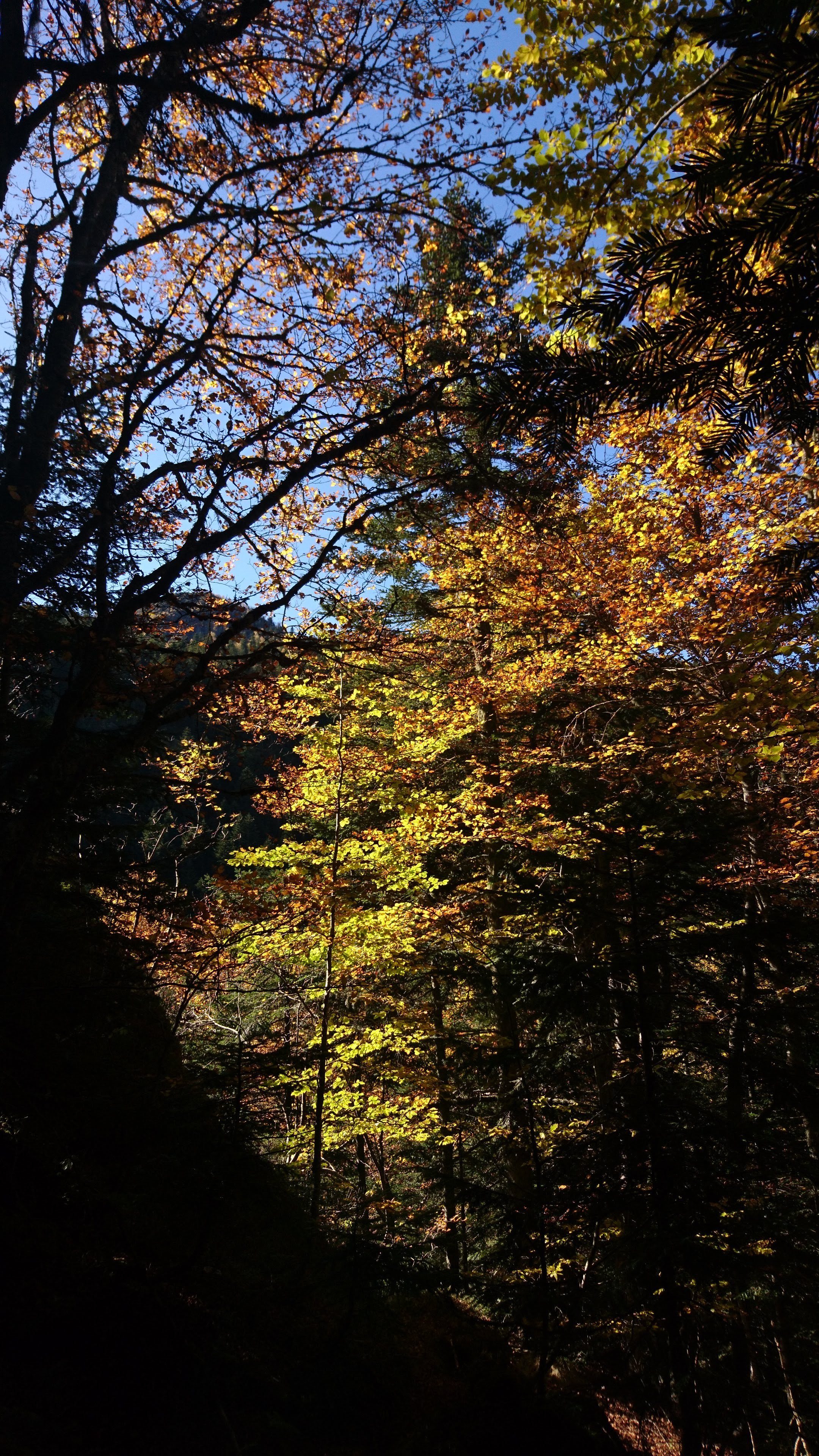 Atelier topobois foret ambiance automne