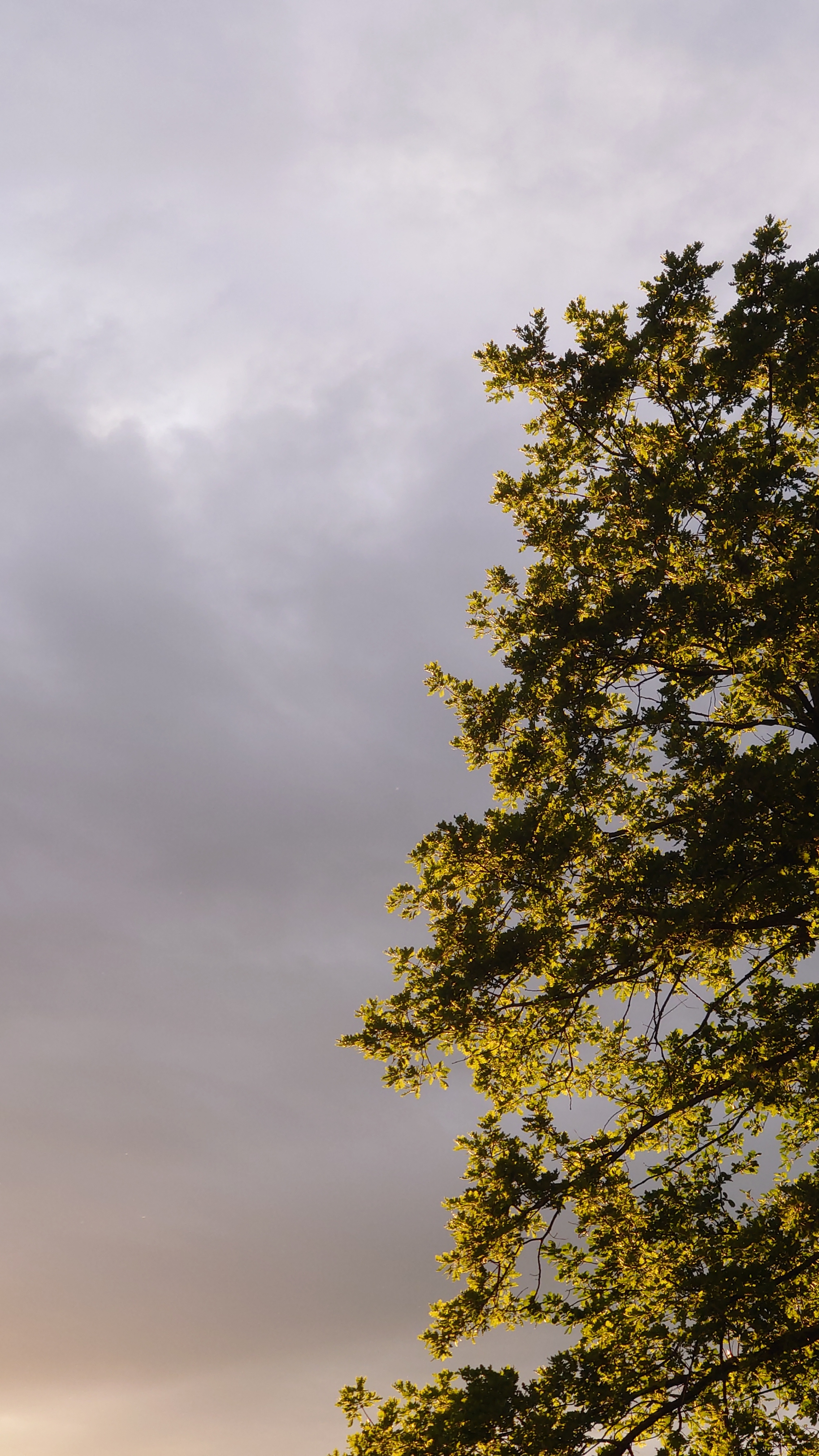 Atelier topobois chene foret