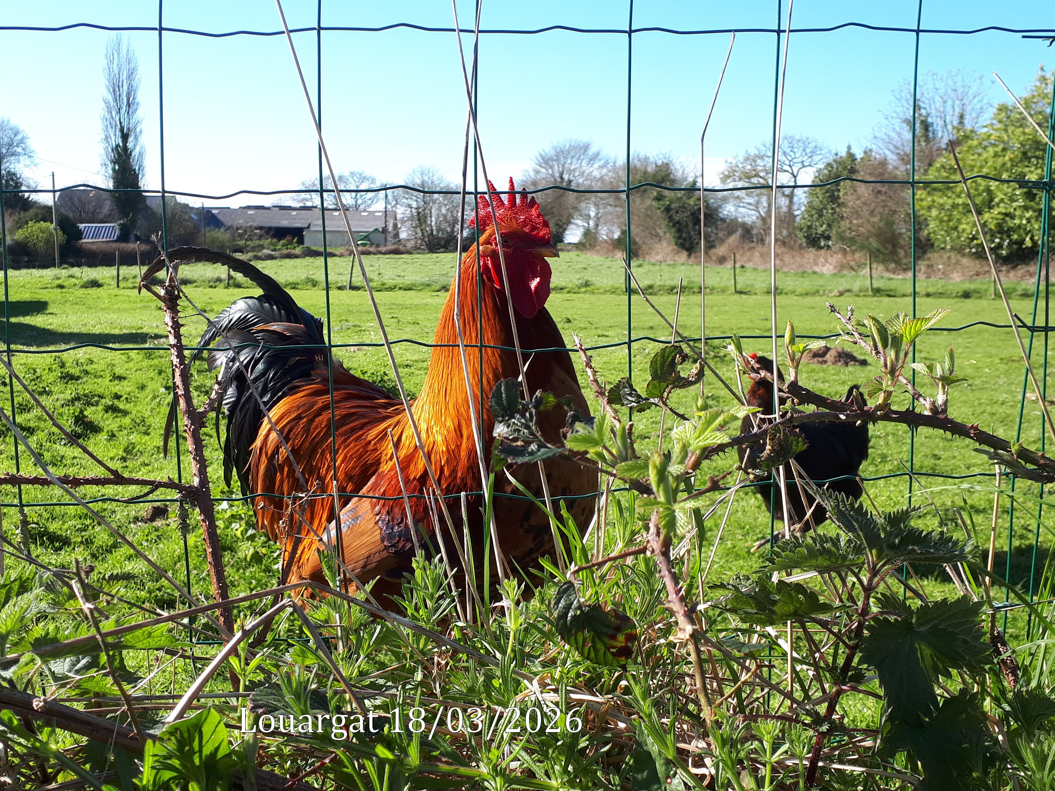 2026 03 18 louargat 2 