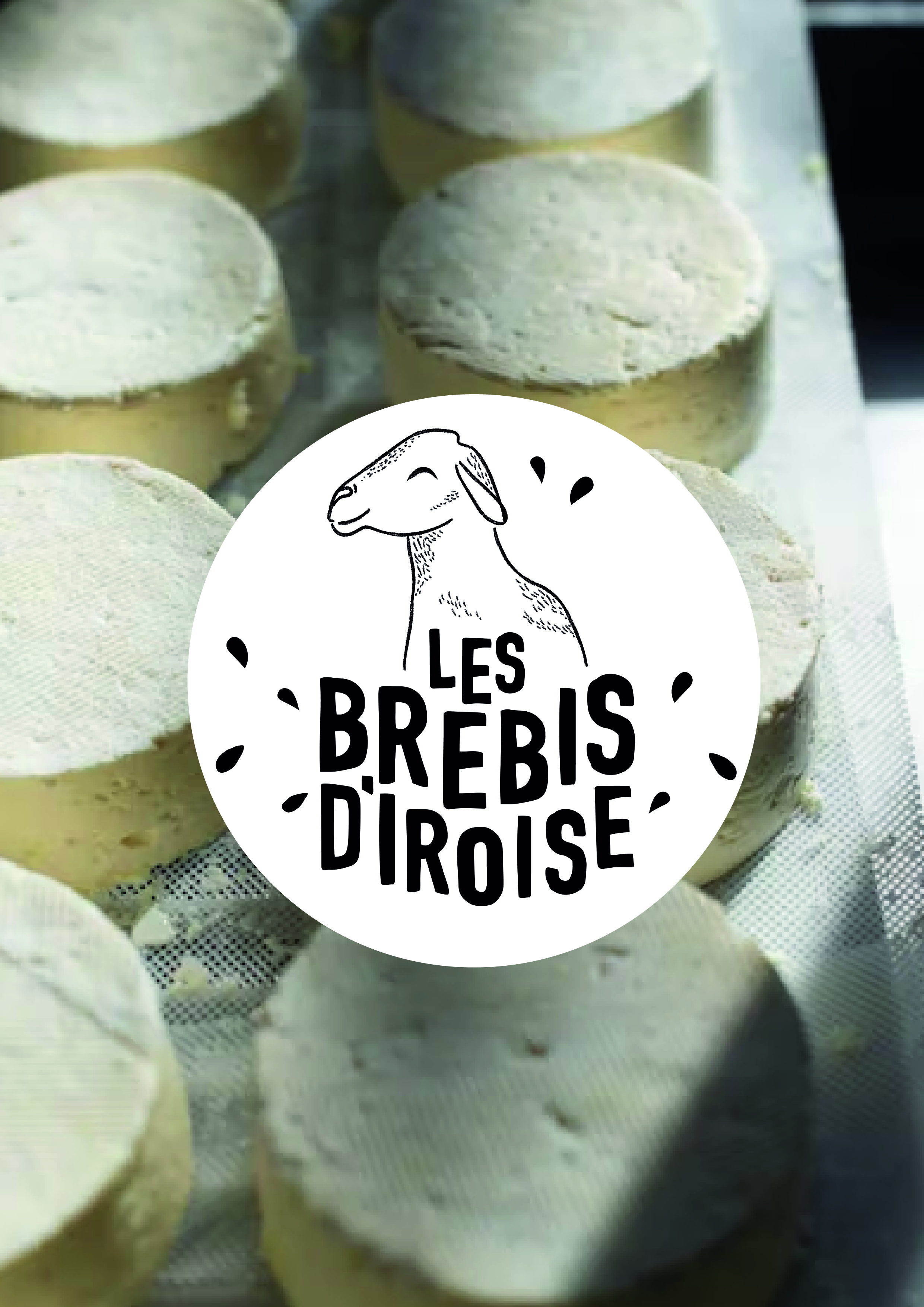 Brebis diroise cldg