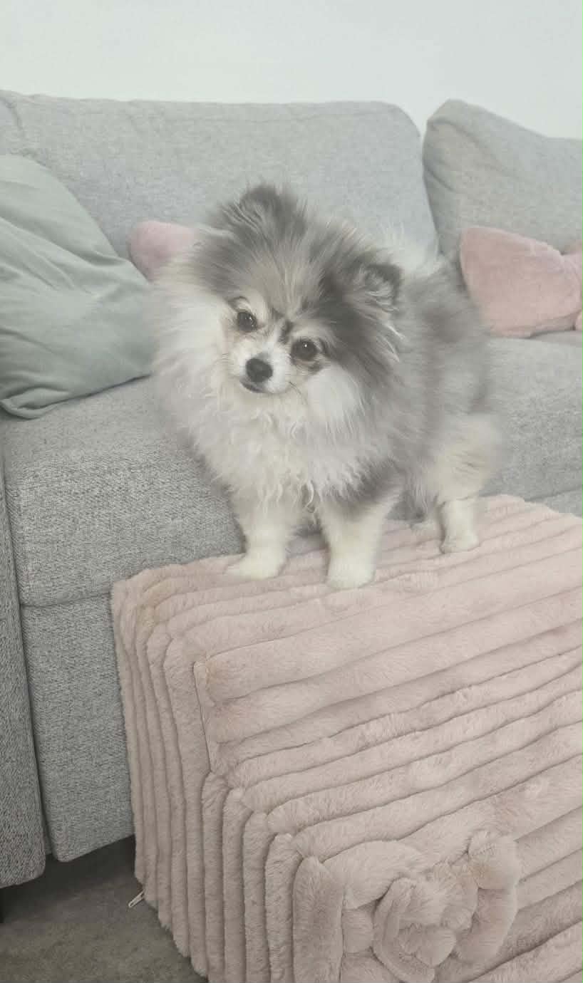 Received 1448520996730296