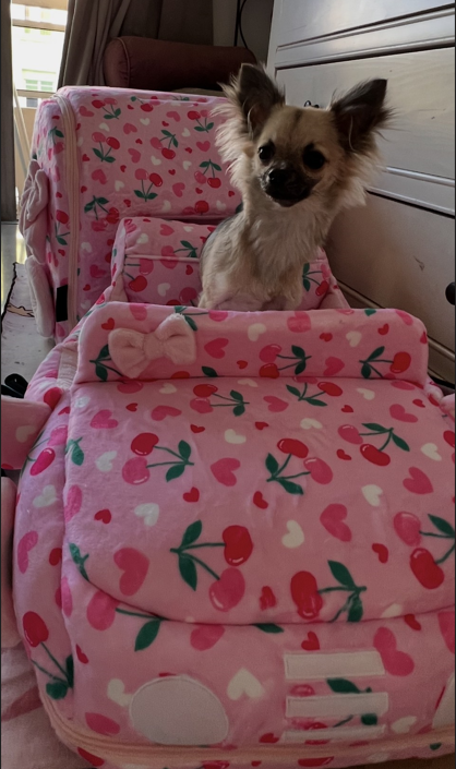 Capture d ecran 2026 03 31 185821