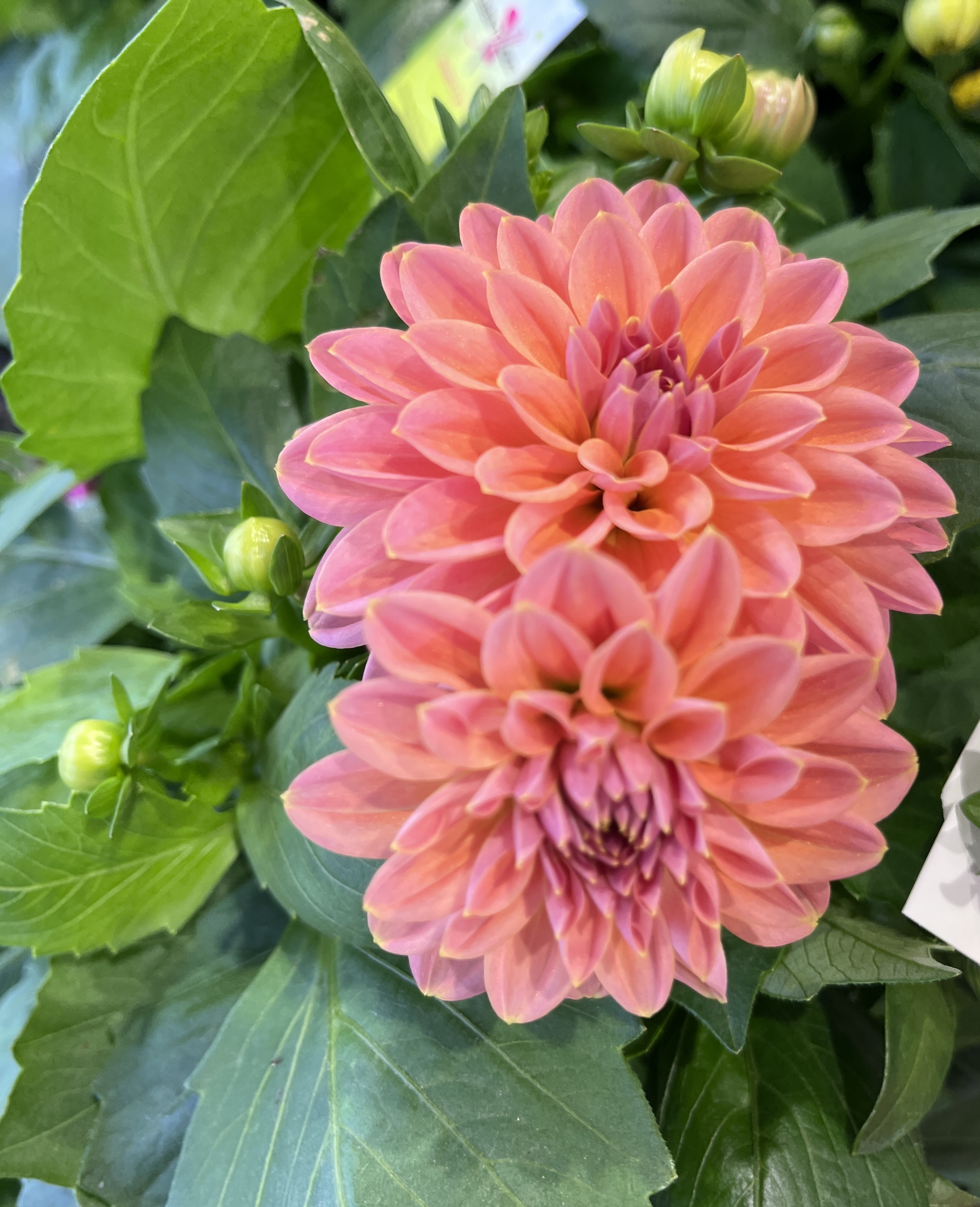 Dahlia 1 