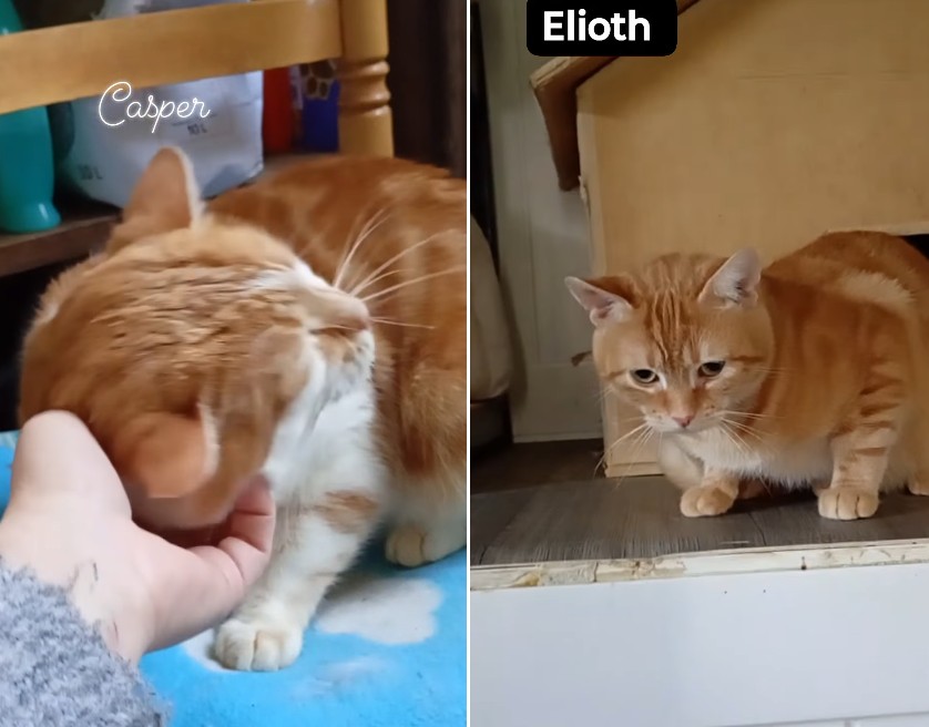 🐱 **Casper et Elliot cherchent leur famille pour la vie !** 😻