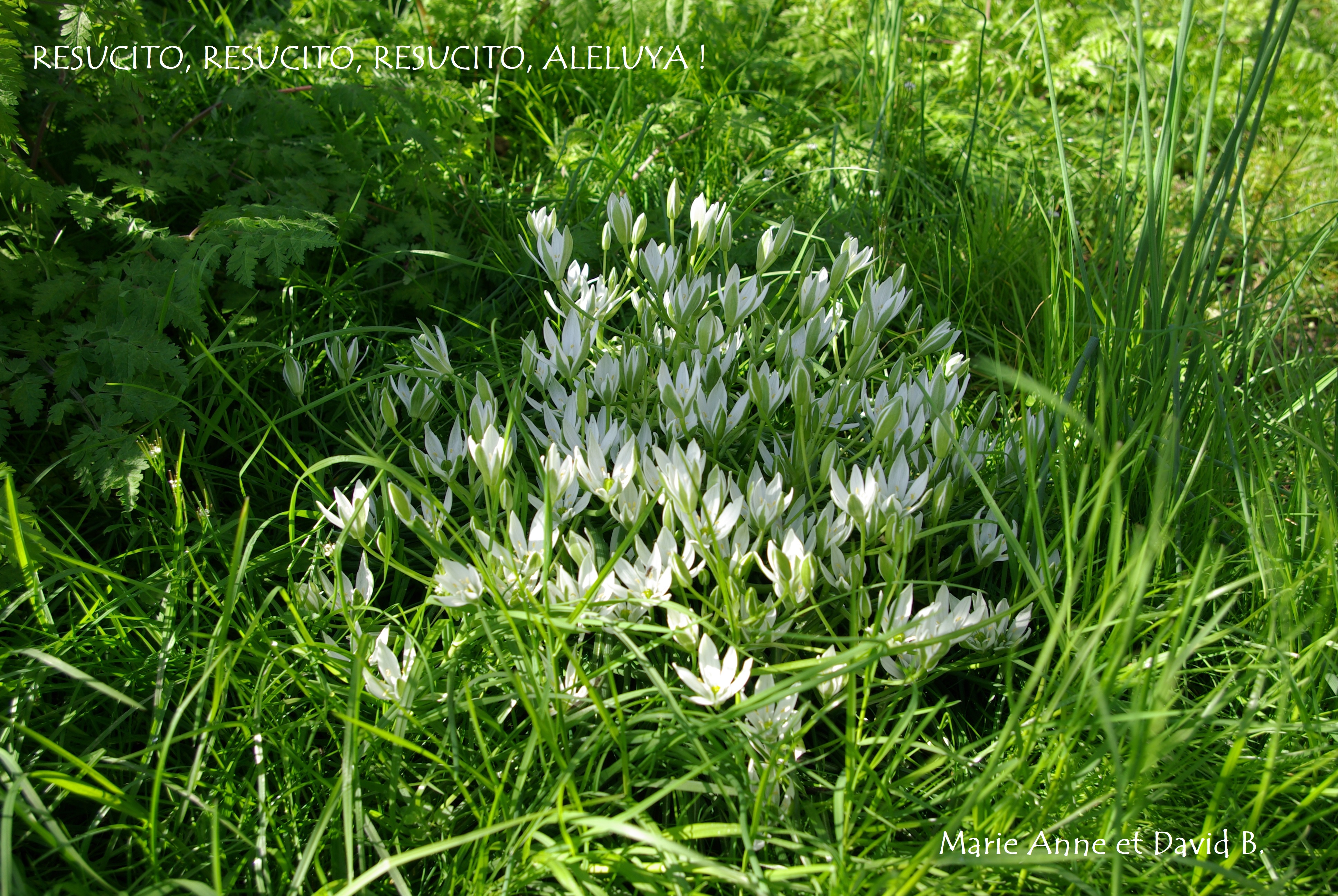 02 sg100041 marie anne et david resucito