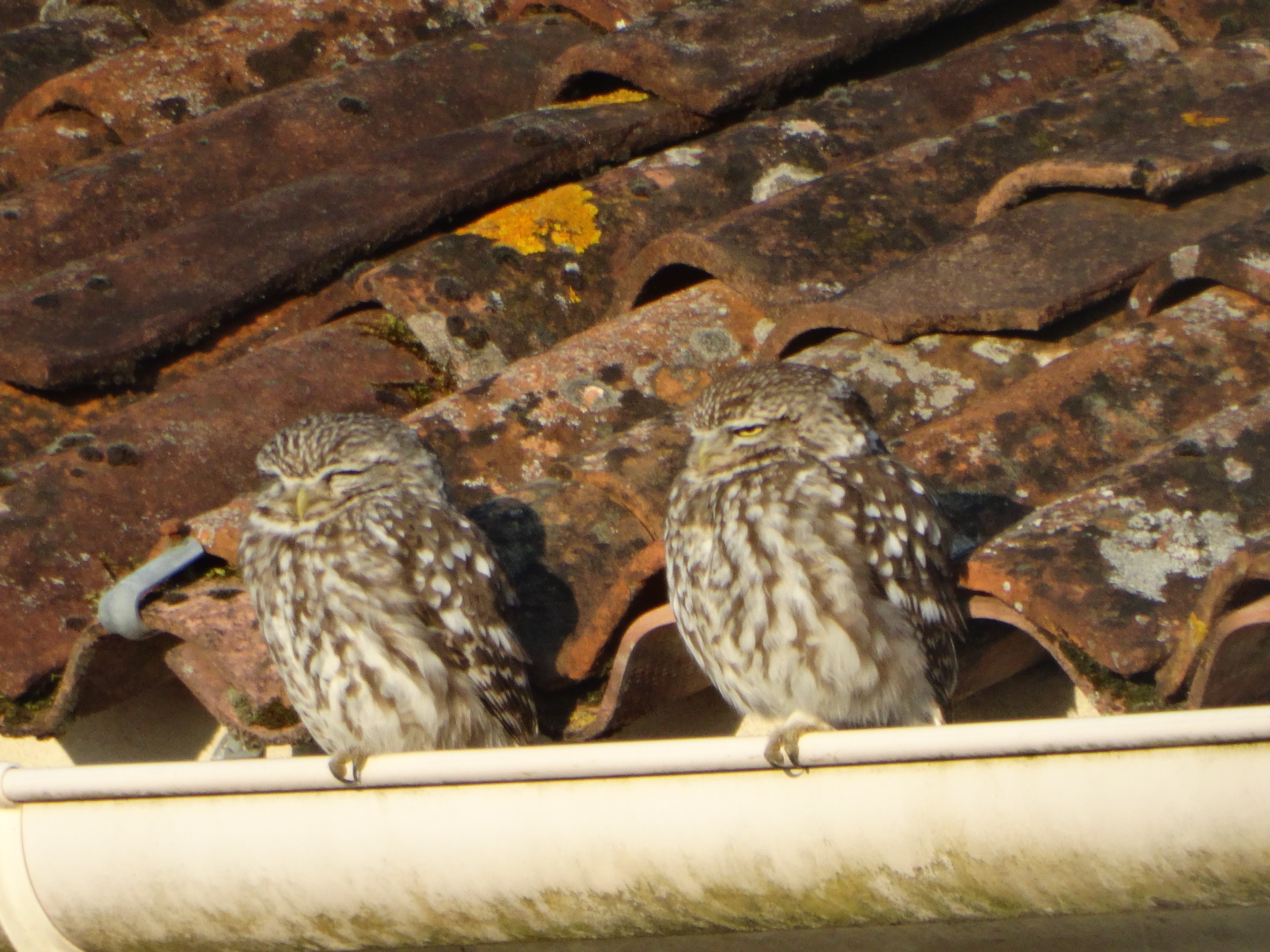 Voici le couple de chouettes chevêche d'Athéna