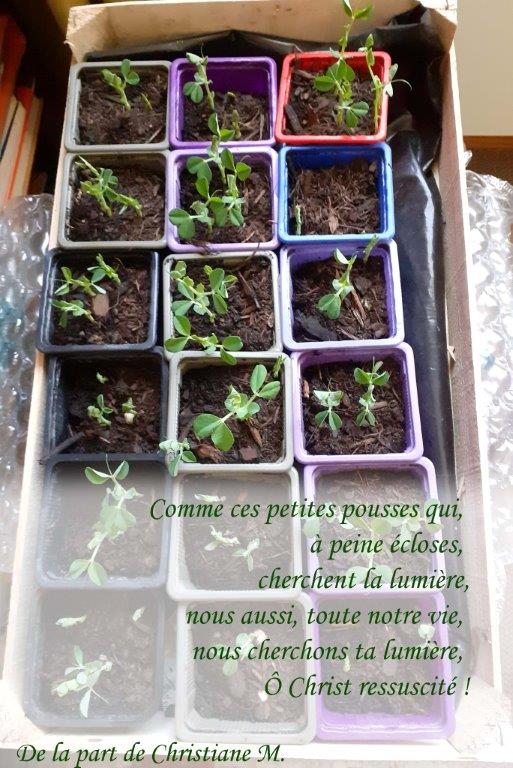 04-20260322 085348-Christiane-les-graines-2