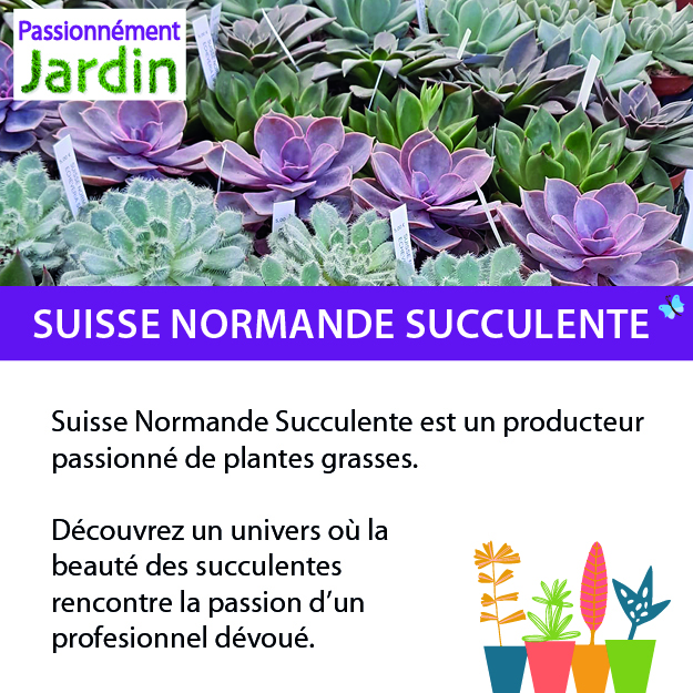 Suisse-Normande-Succulente