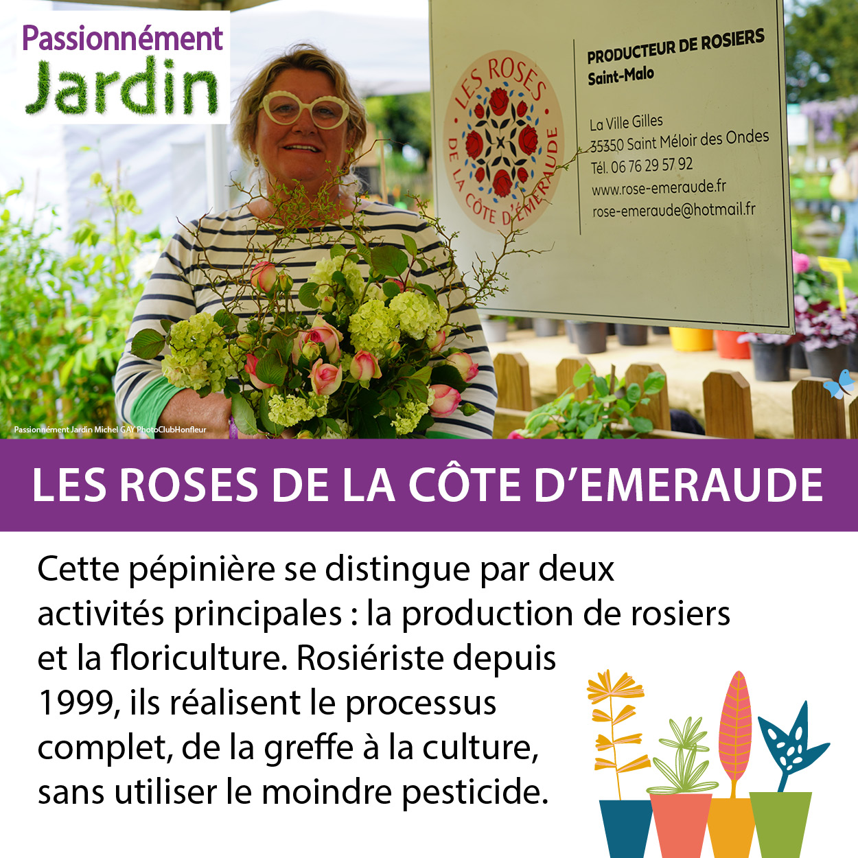 Les-Roses-de-la-Cote-Emeraude