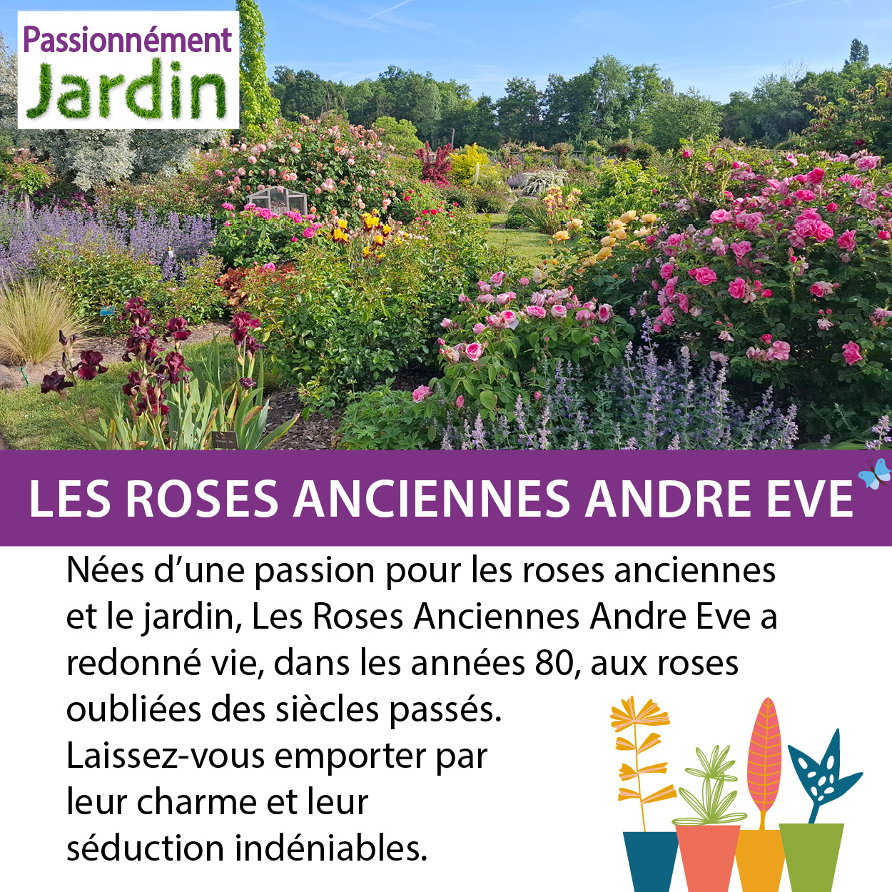 Les-Roses-anciennes-andre-eve