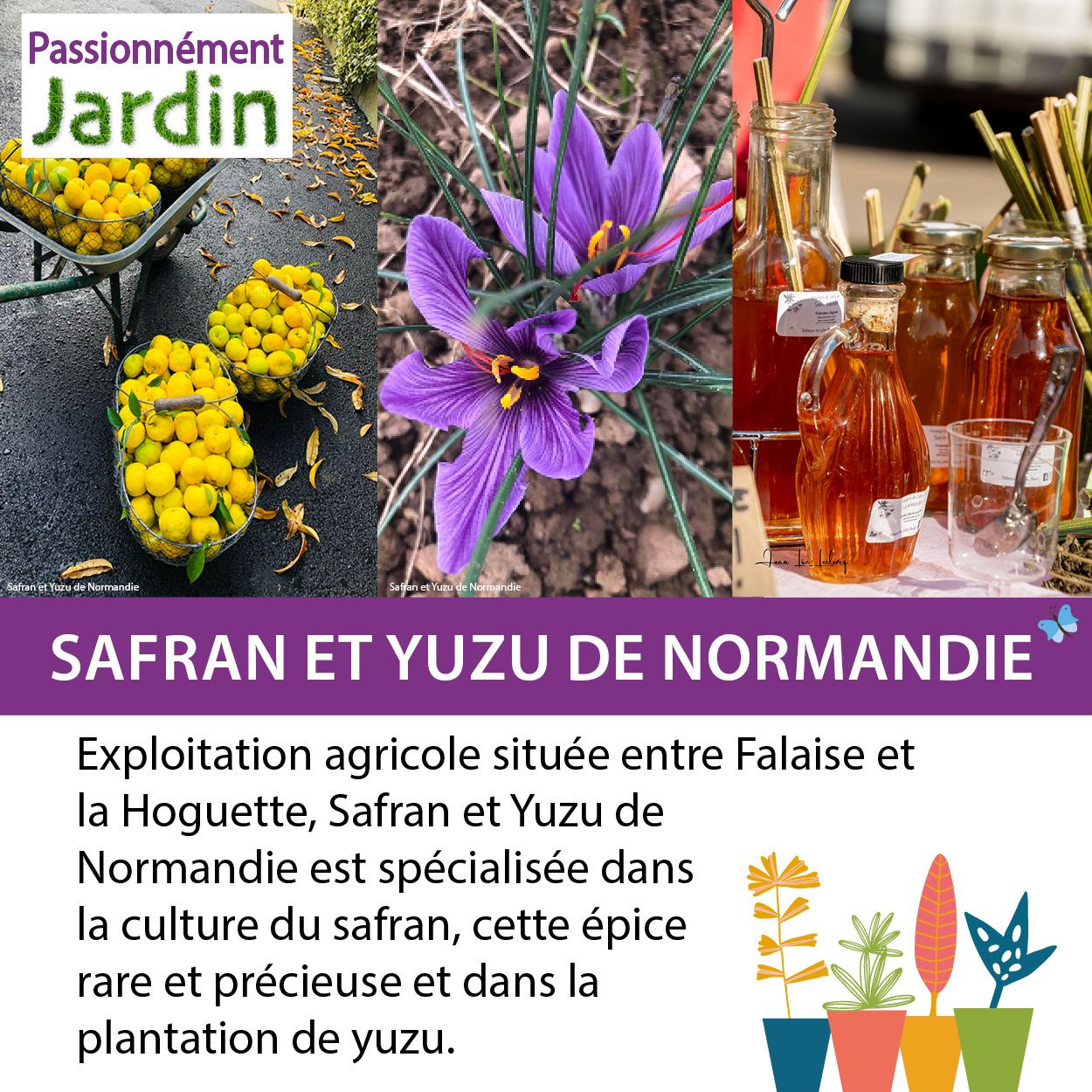Safran-et-Yuzu-de-Normandie