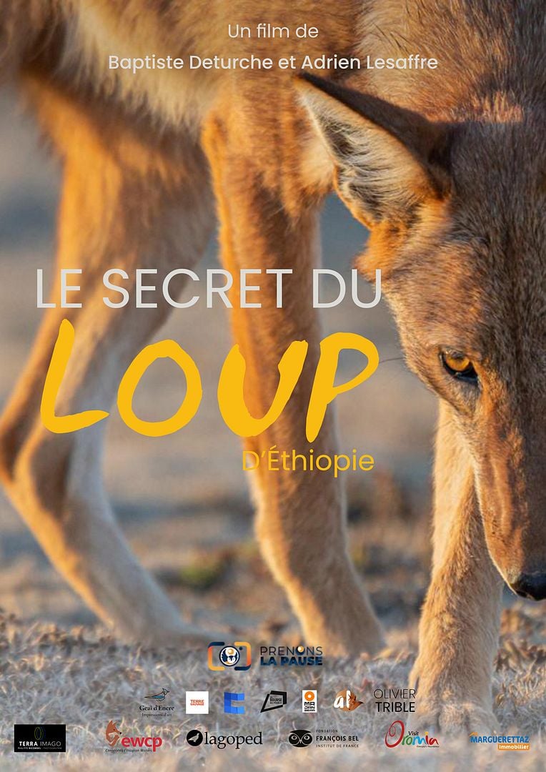 Affiche loup ethiopie