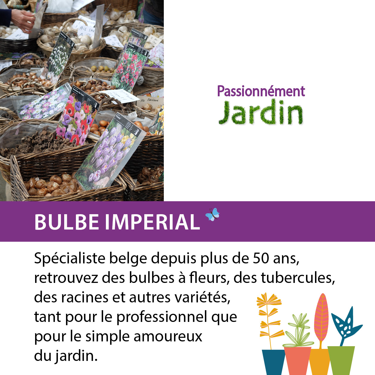 Bulbe-imperial