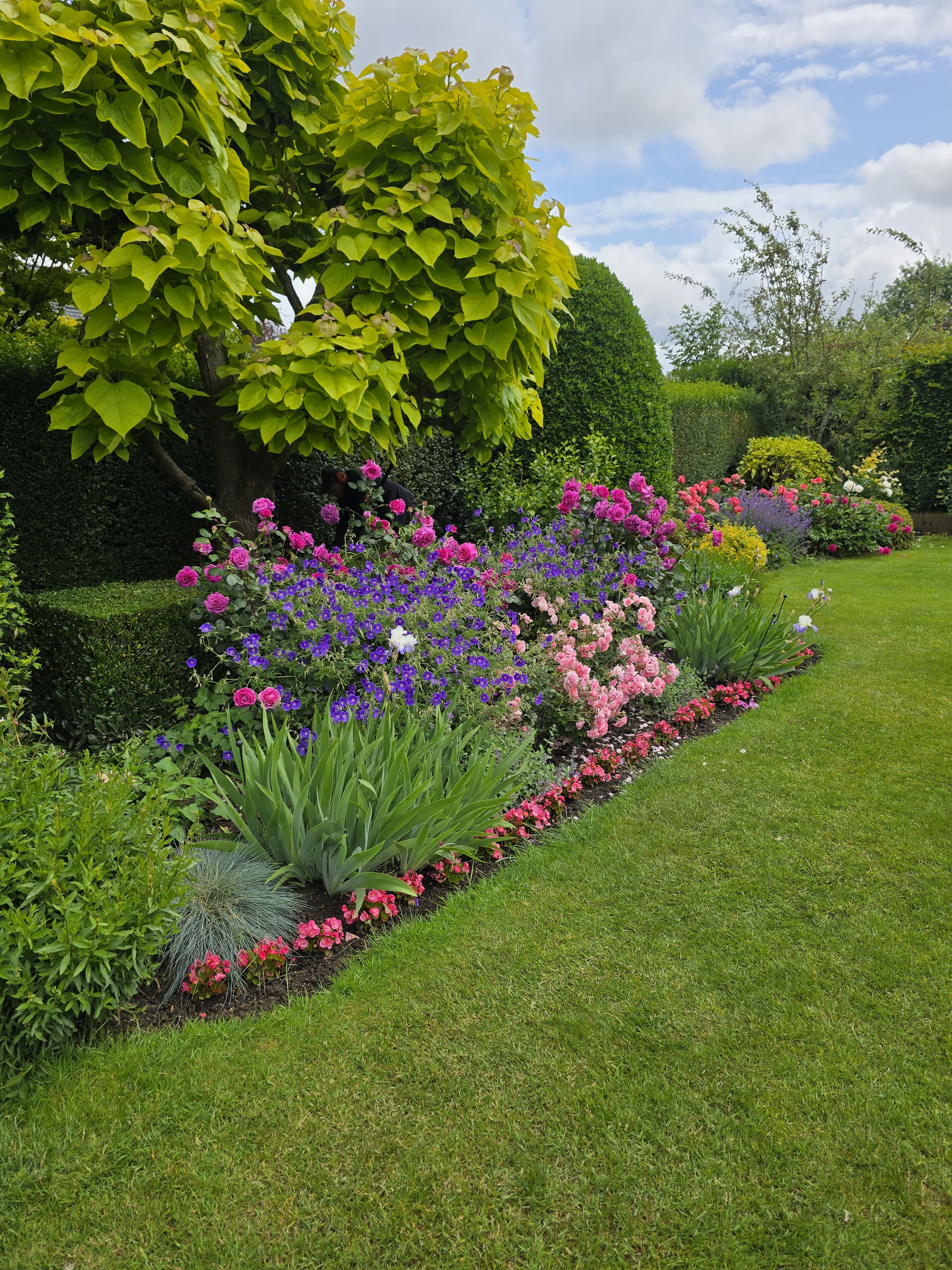 parterre, fleurs, rosiers, gazon, arbres, vert, rose, couleur 