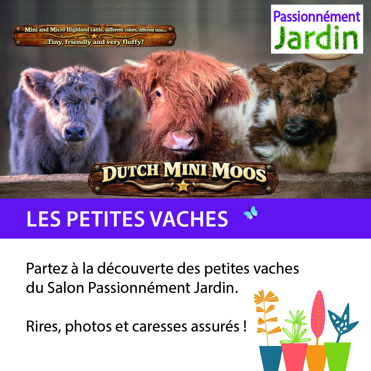 Les-Mini-Vaches
