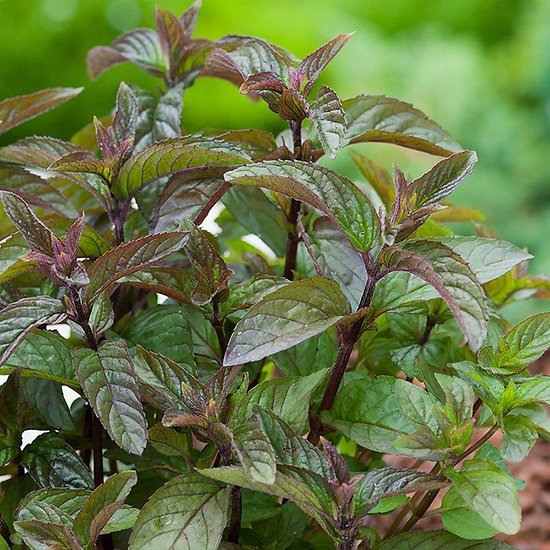 Menthe chocolat
