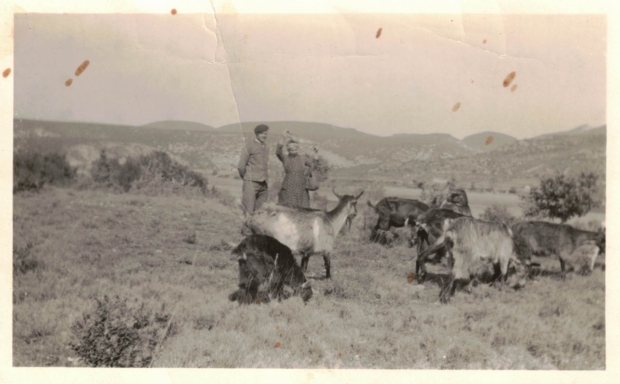Chevre