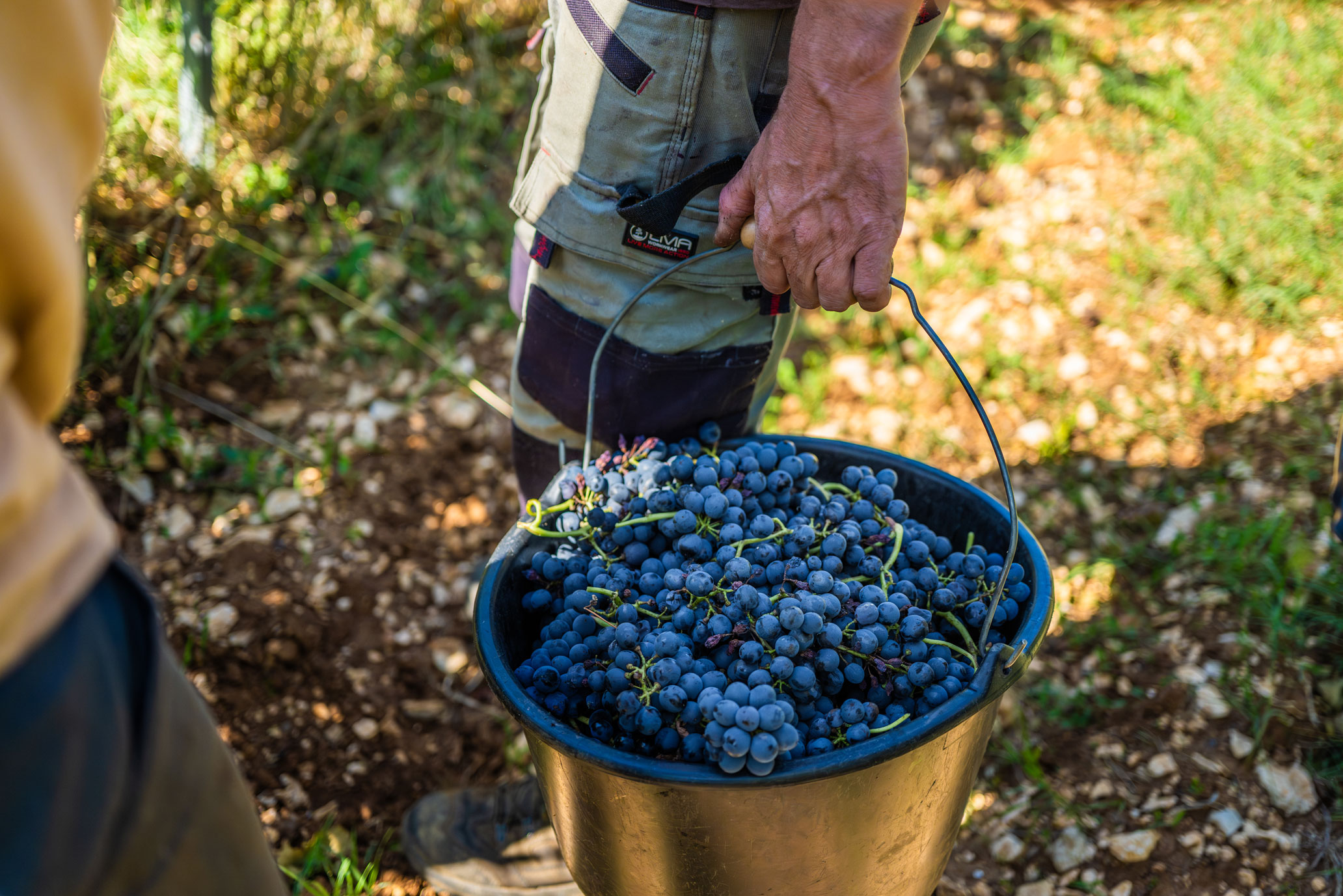 W rjd vigne vendanges 35