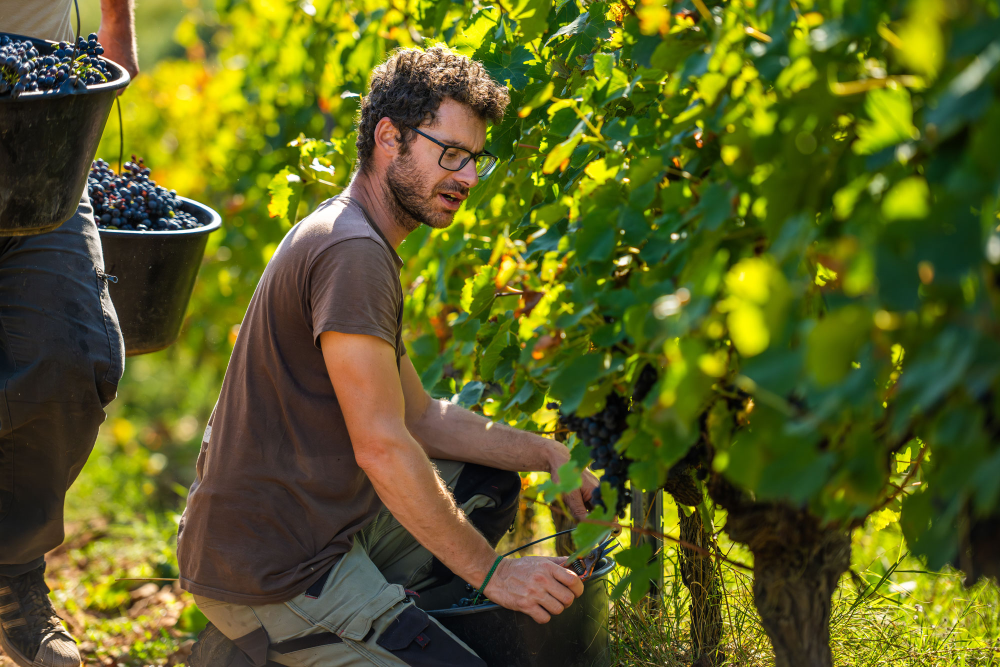 W rjd vigne vendanges 28
