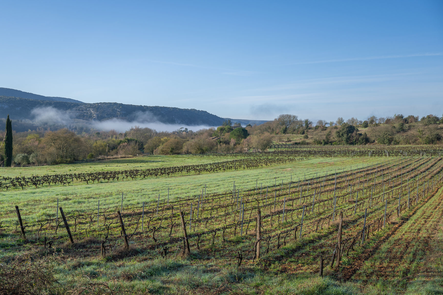 W rjd vignes taille 5