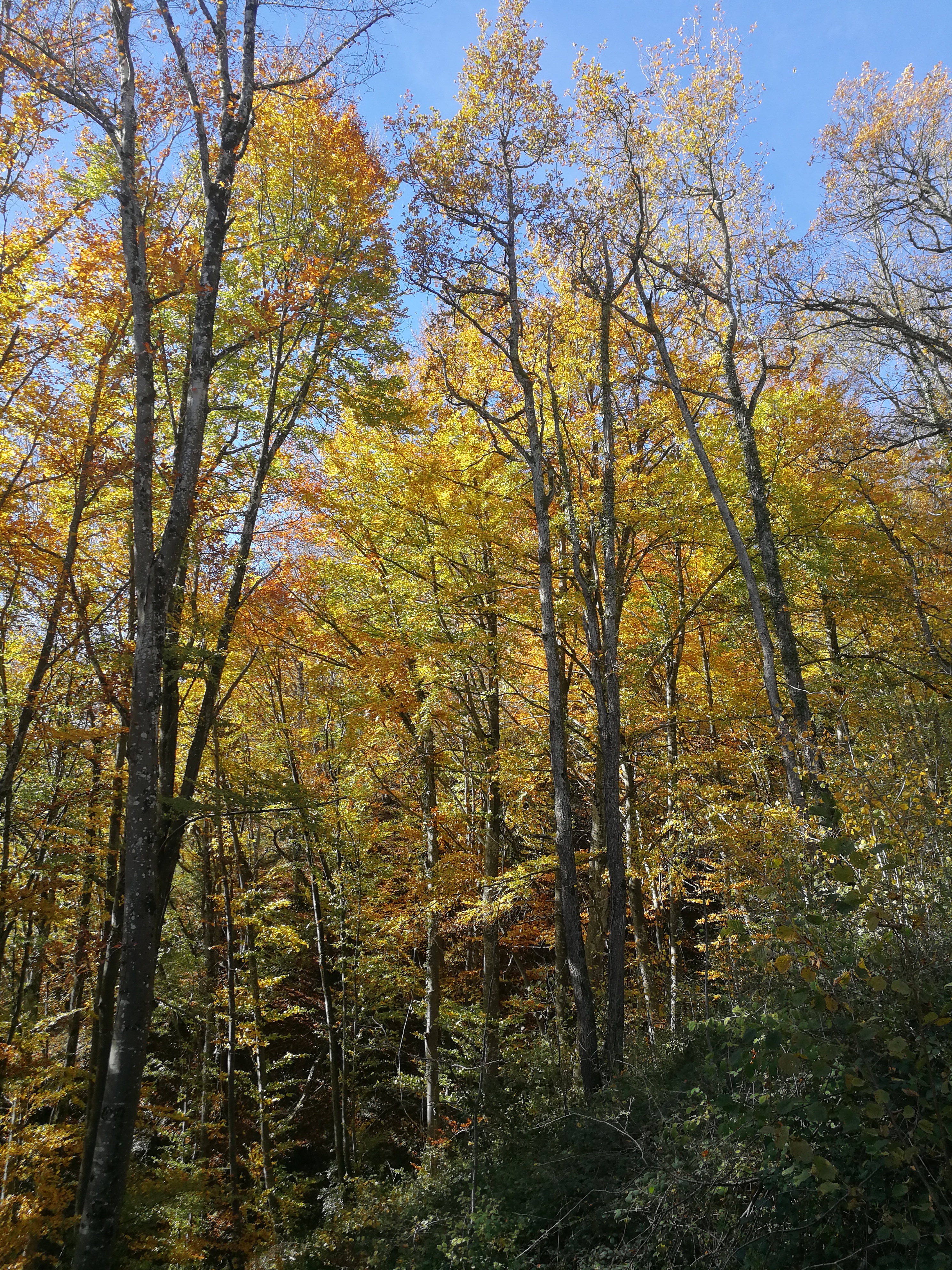 Foret automne home