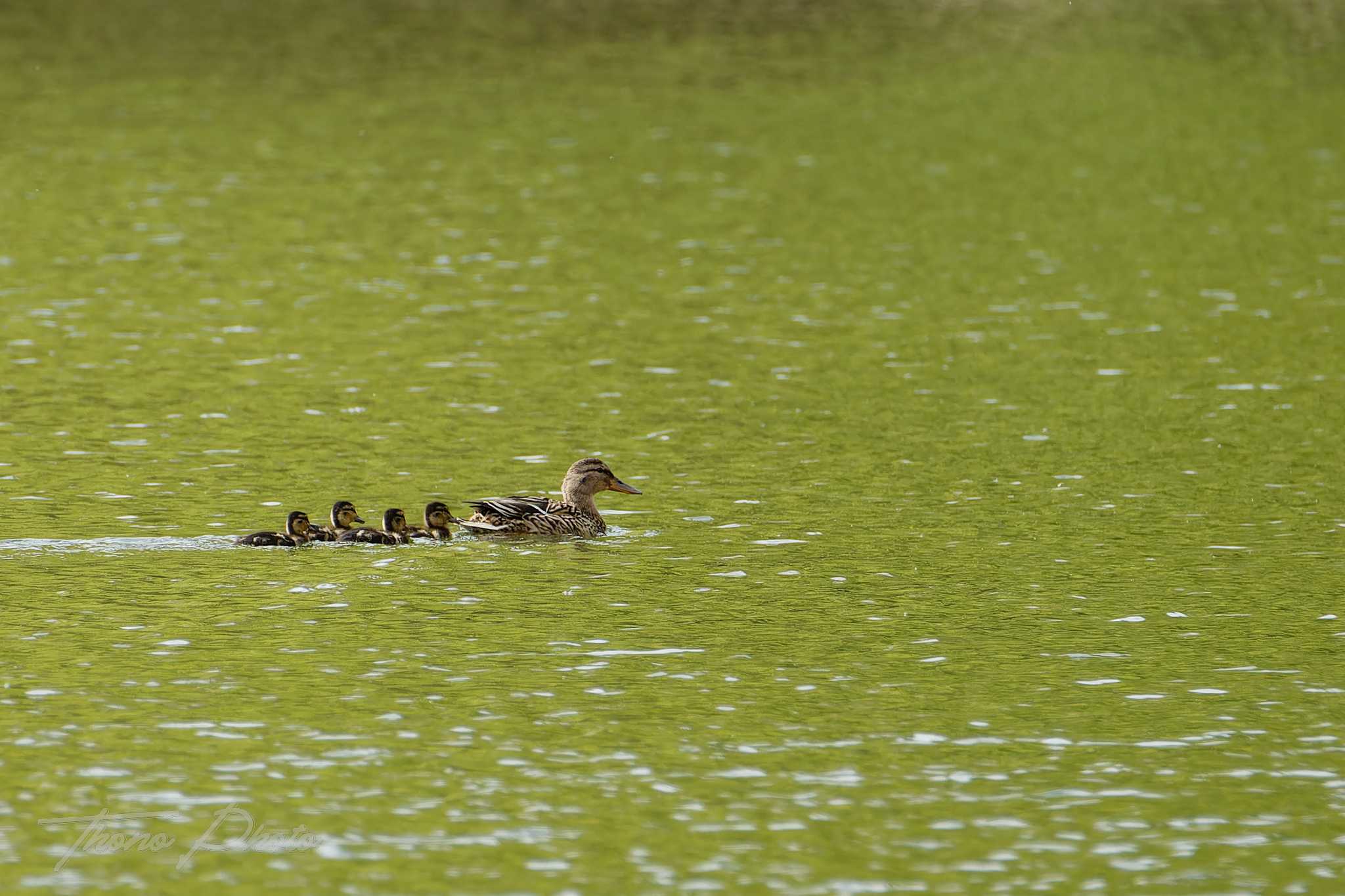 Canard colvert breuillet 2026 04 18 6s5a2834f