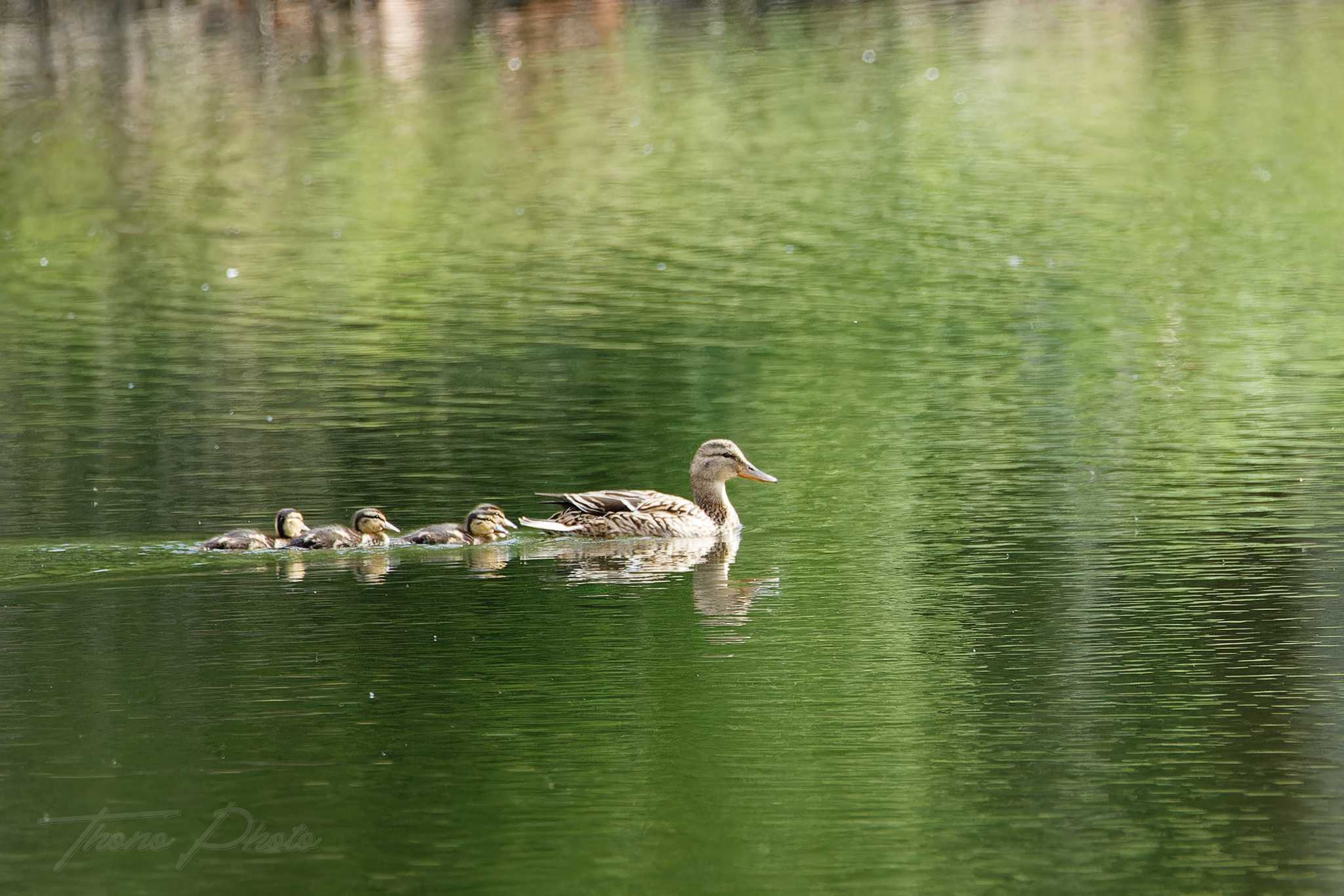 Canard colvert breuillet 2026 04 18 6s5a2783f