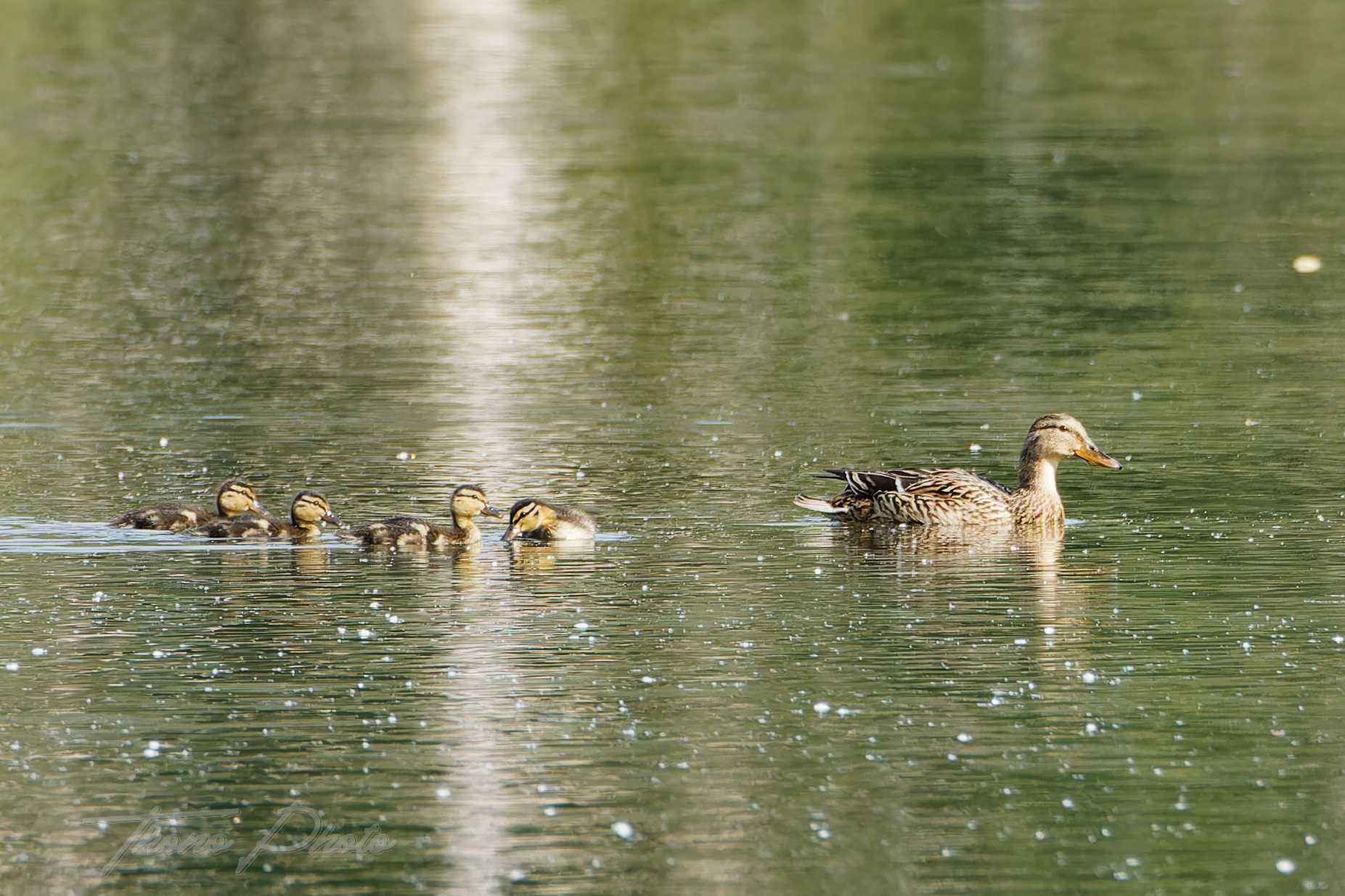 Canard colvert breuillet 2026 04 18 6s5a2721f