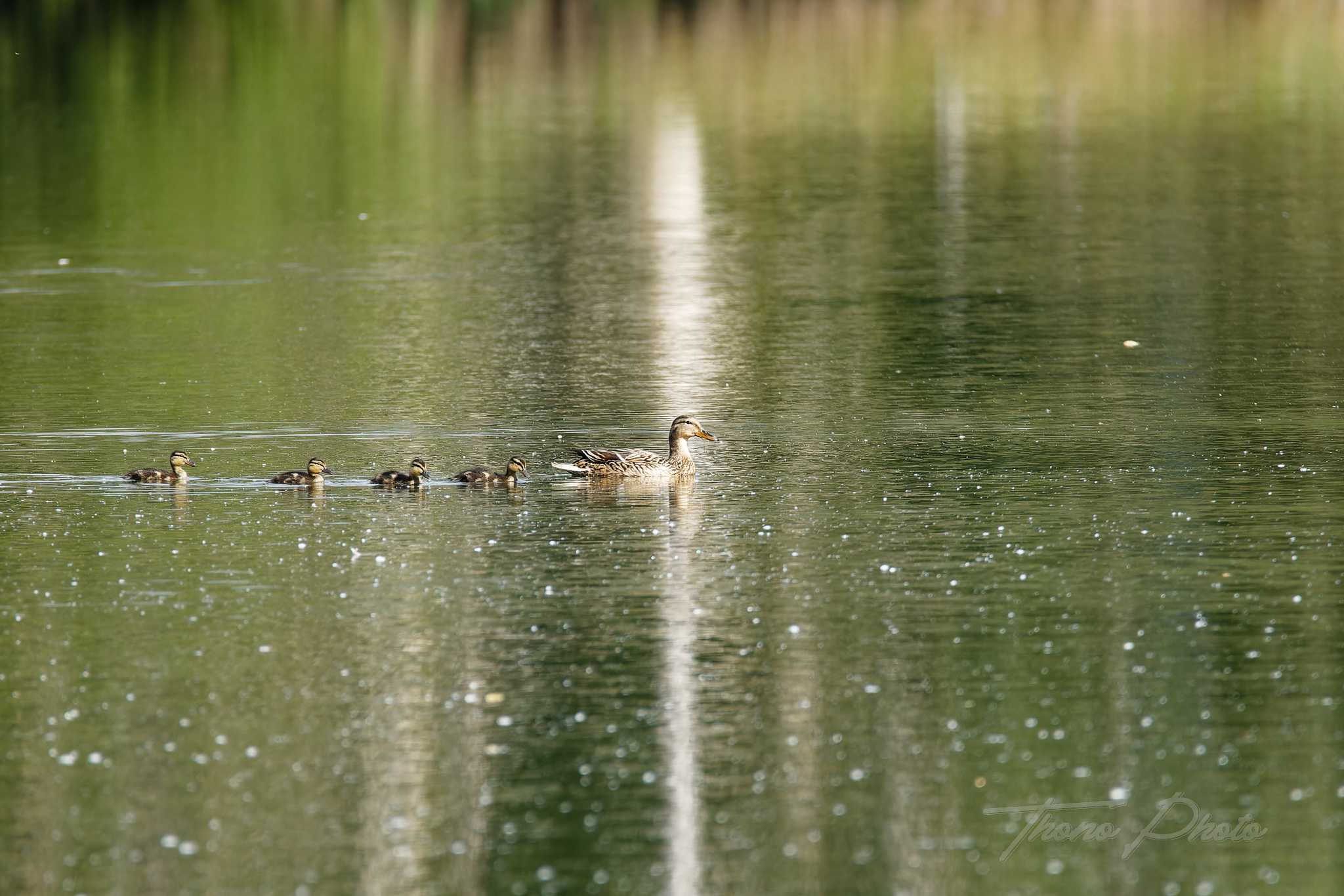 Canard colvert breuillet 2026 04 18 6s5a2716f