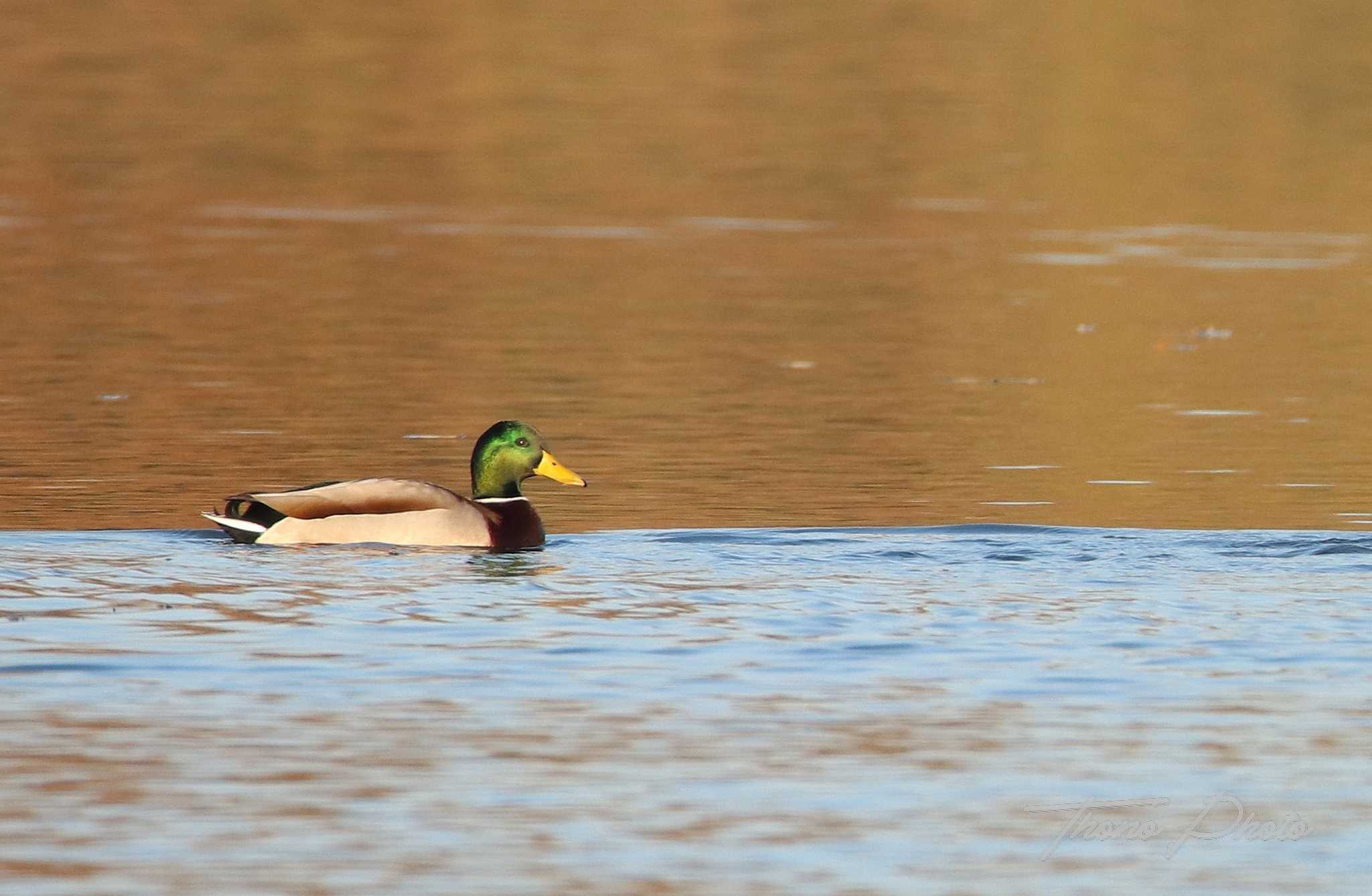 Canard-colvert-Lac-de-Trevoix-Ollainville-2020-11-28F