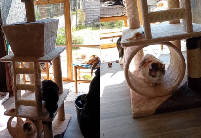 Nouvel arbre à chat pour nos protégés