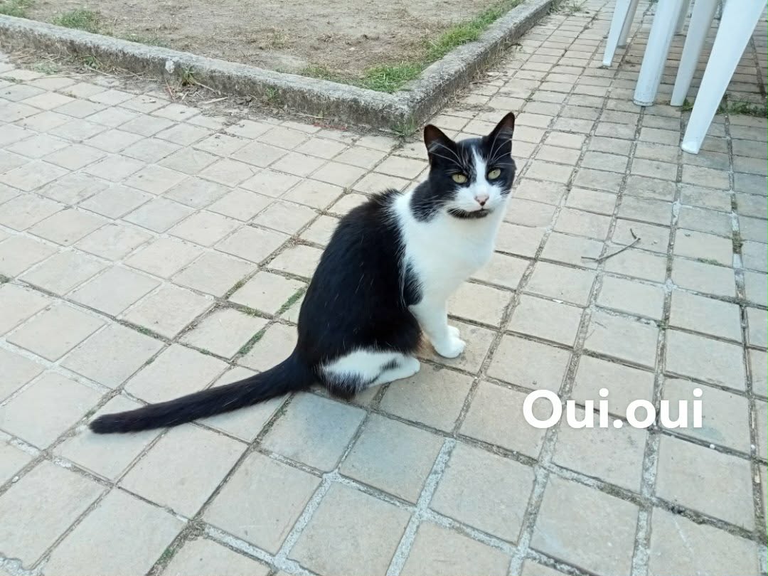 Oui oui