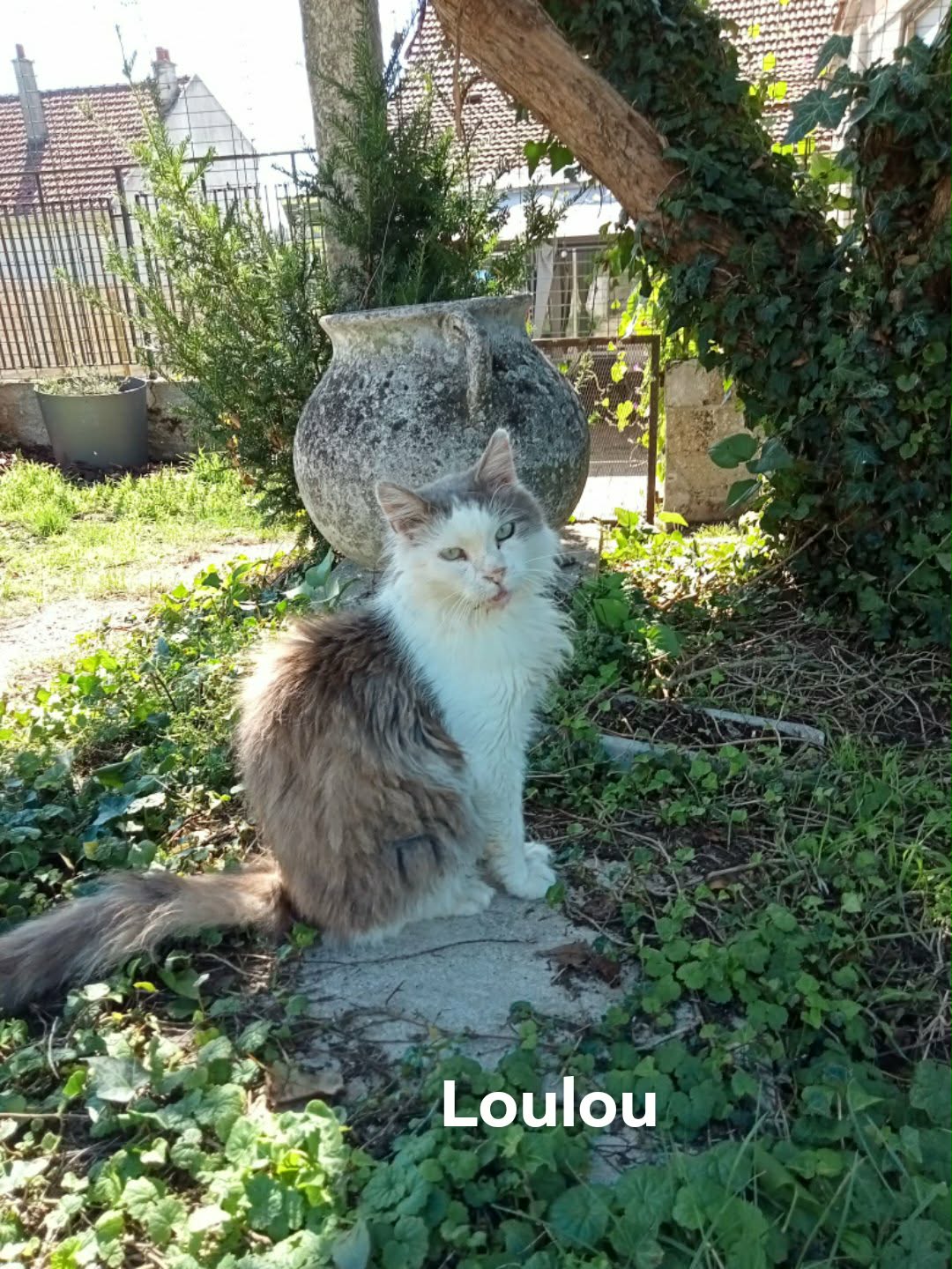 Loulou