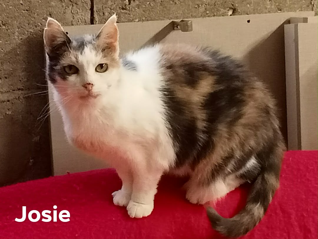 Josie