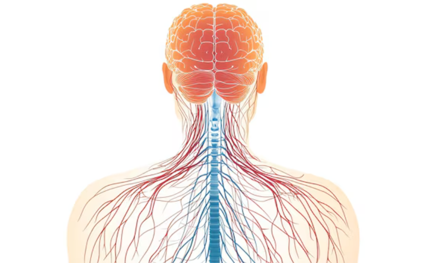 Pourquoi vous réagissez sans le vouloir : le fonctionnement pré‑conscient du système nerveux