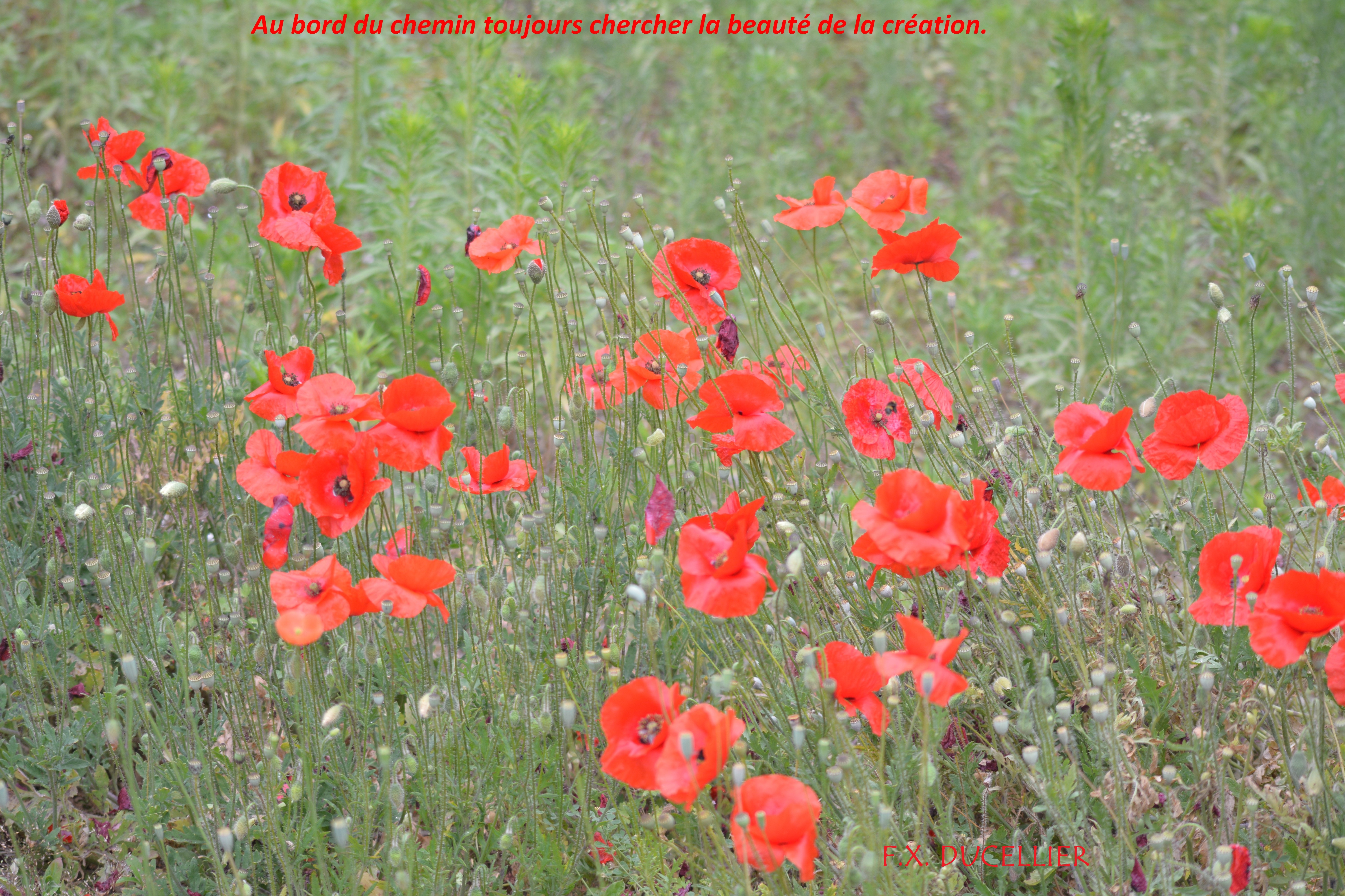 18-chemin-Coquelicots