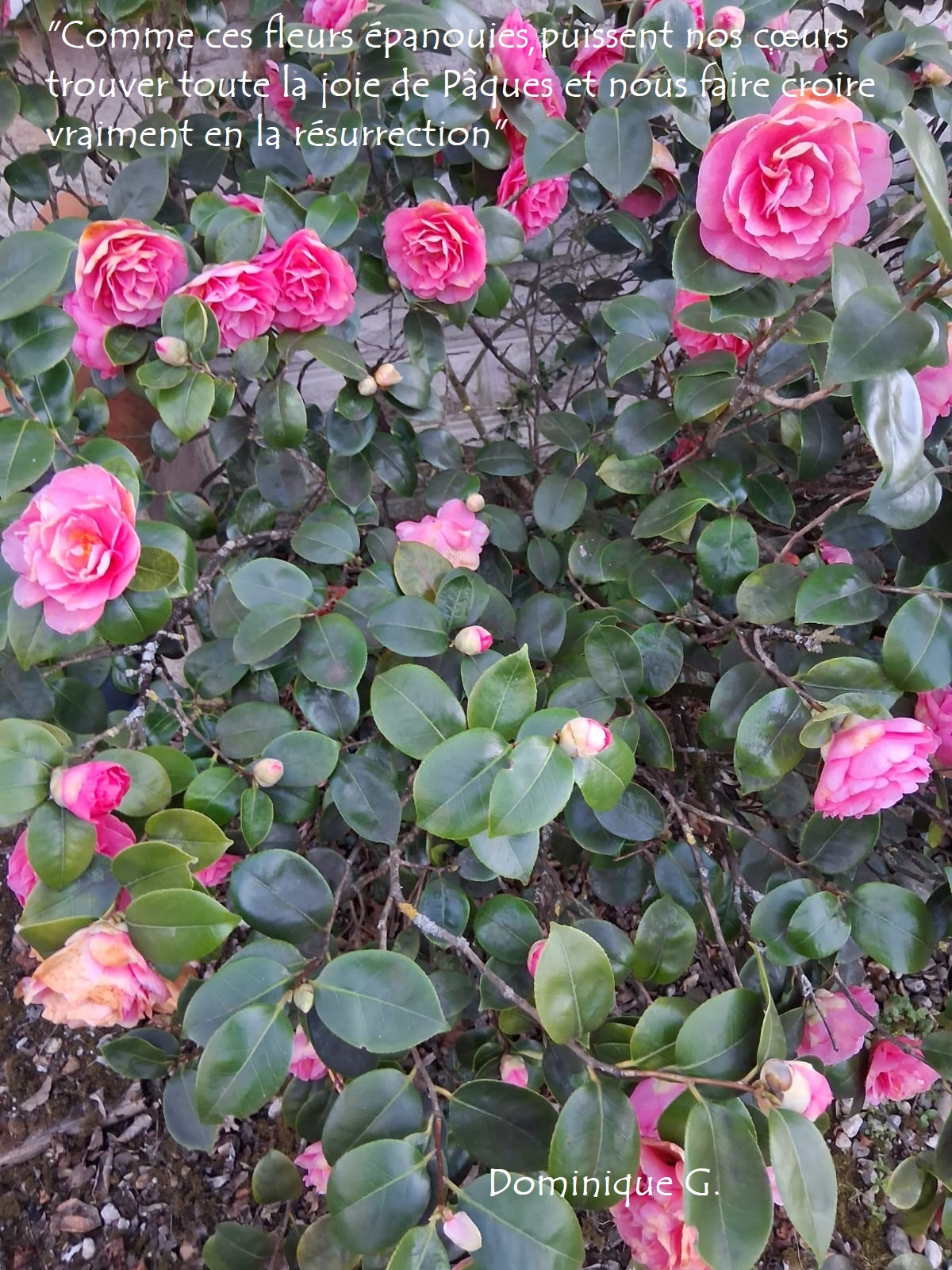 19-Dominique-G-Roses